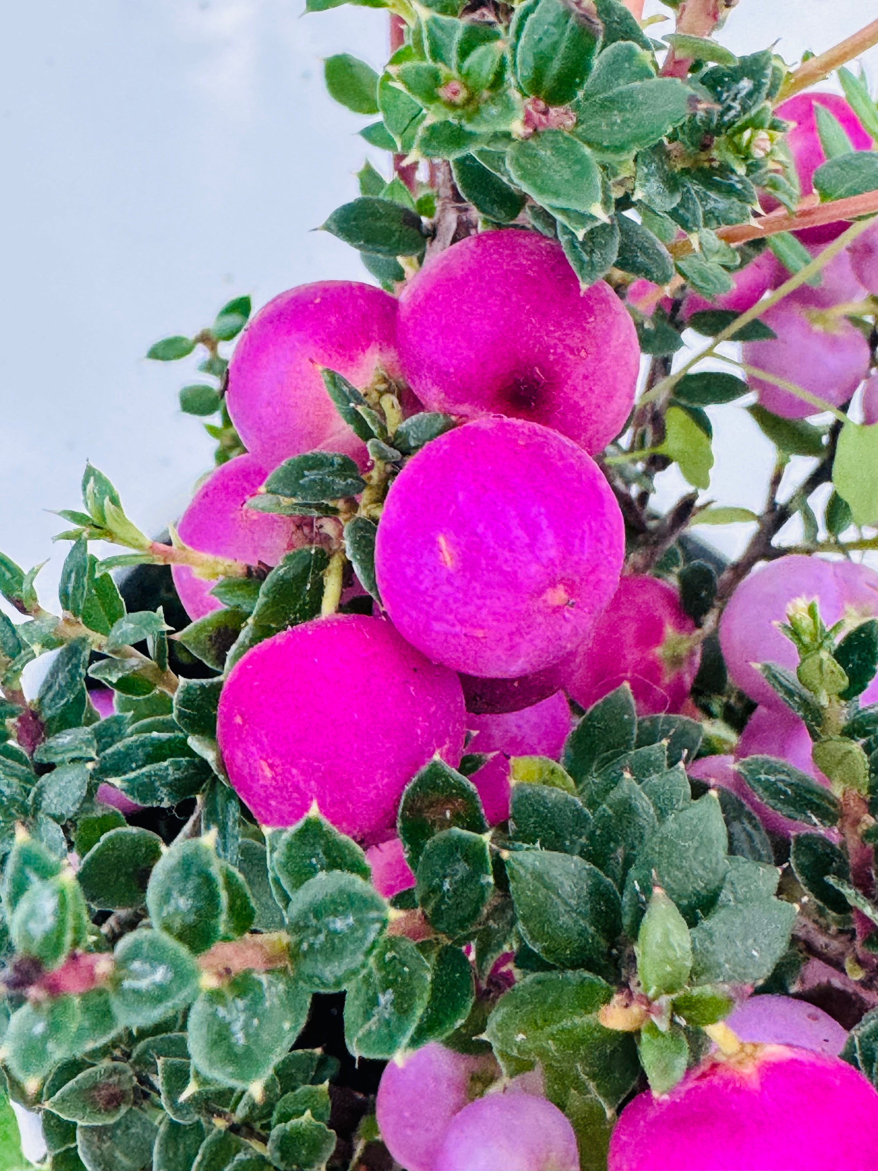 GAULTHERIA EXTRA