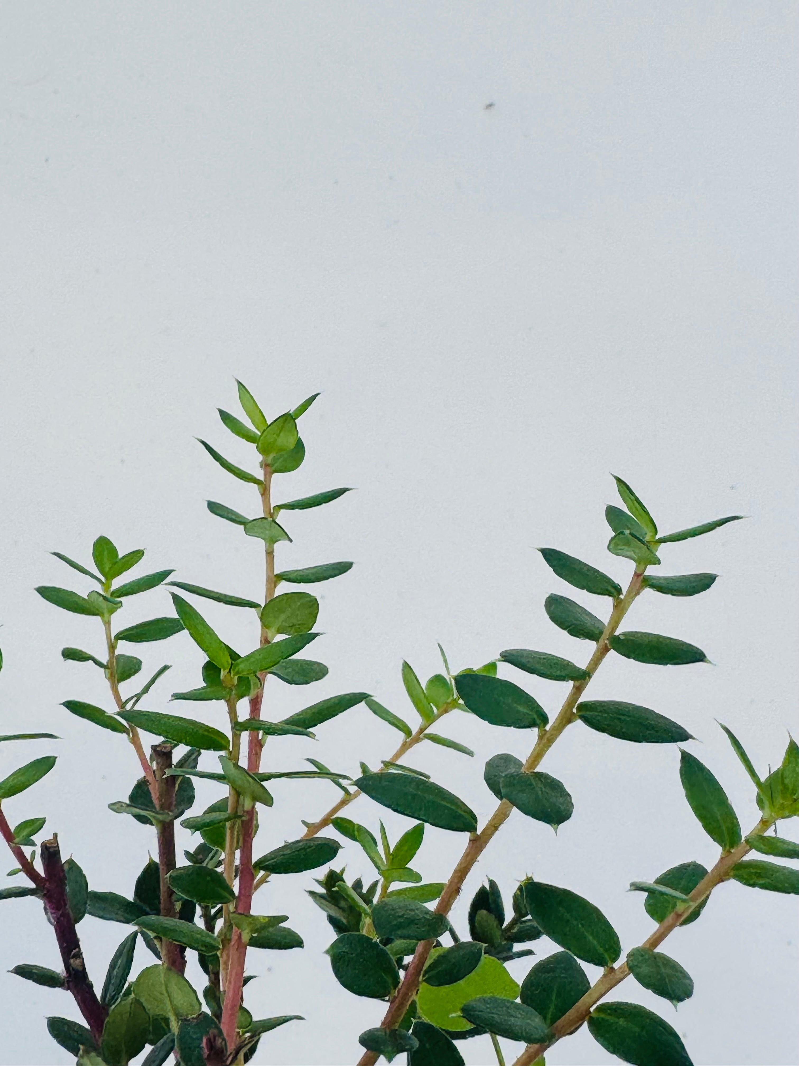 GAULTHERIA EXTRA