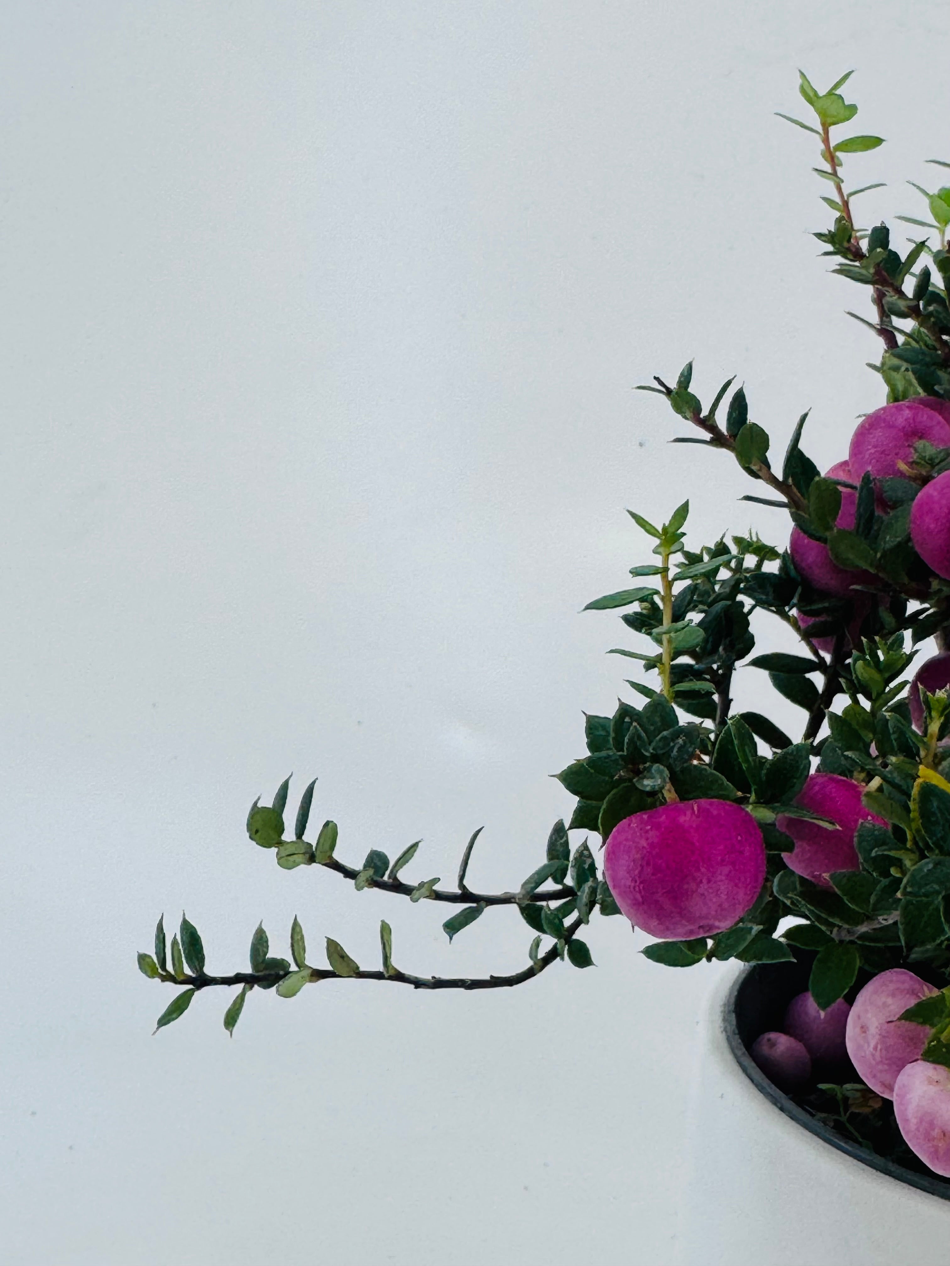 GAULTHERIA EXTRA