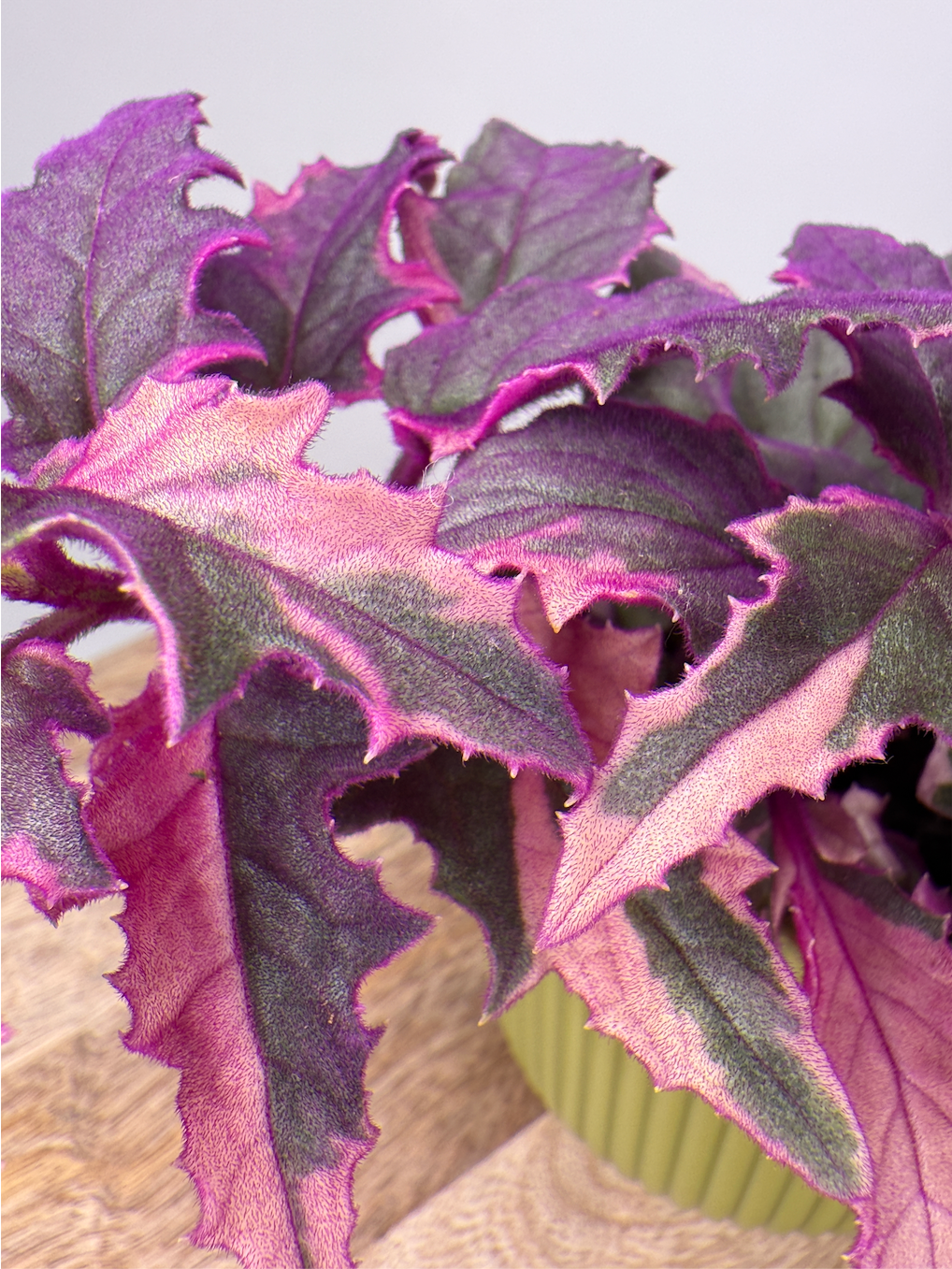 GYNURA VARIEGATA M7