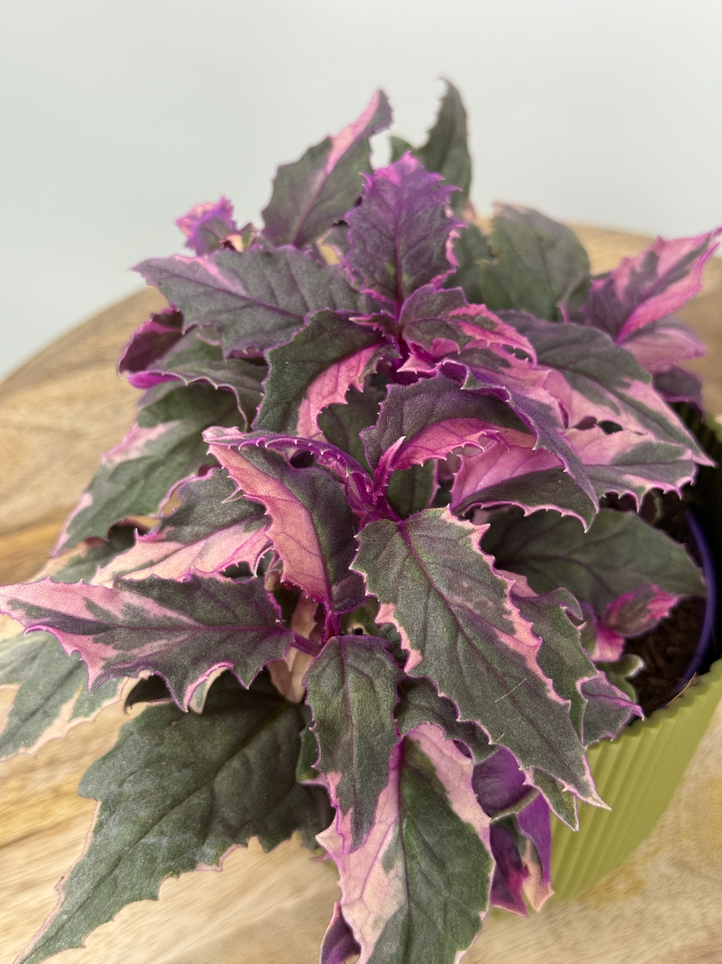 GYNURA VARIEGATA M12