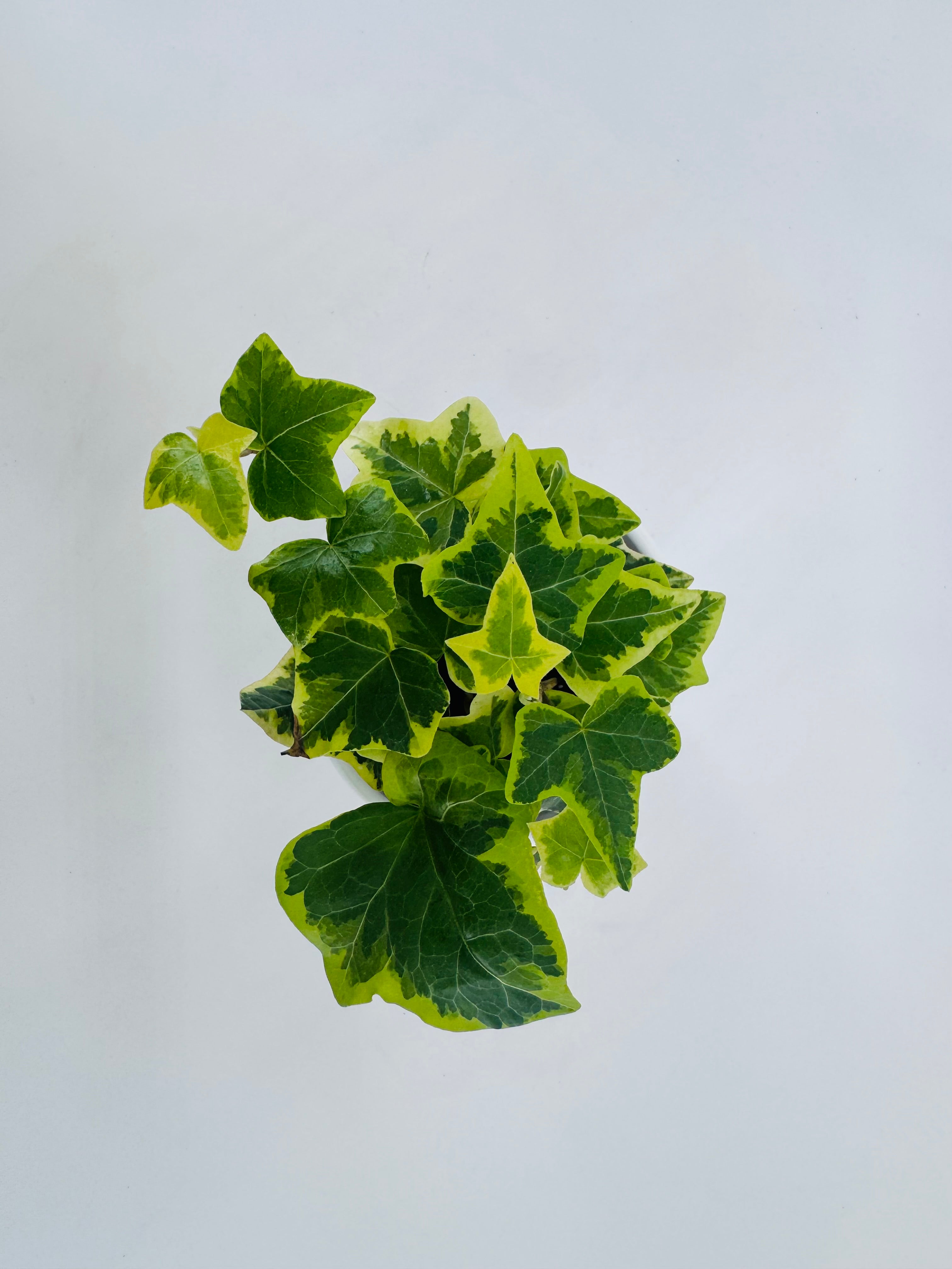 HEDERA HELIX MIX M9