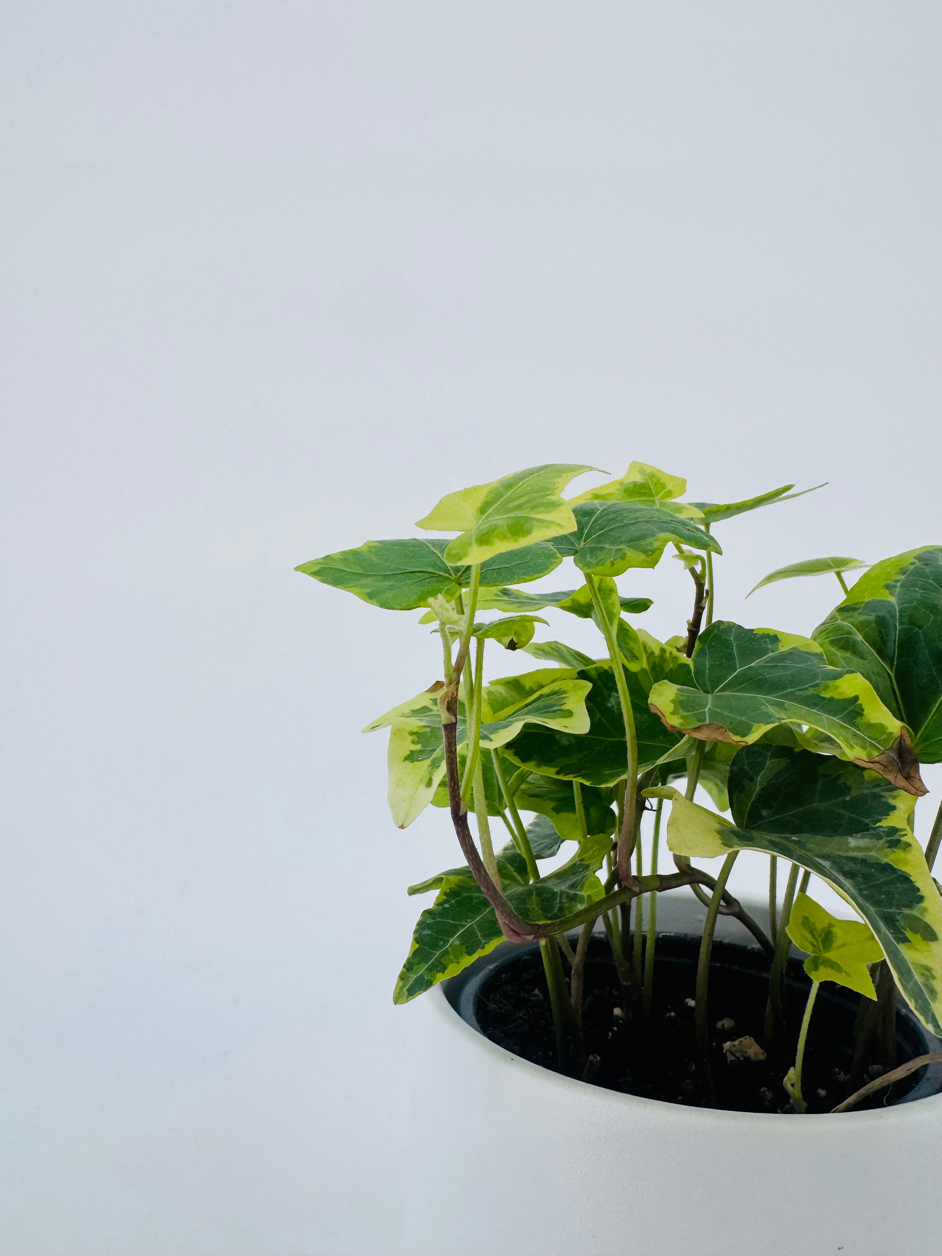 HEDERA HELIX MIX M9