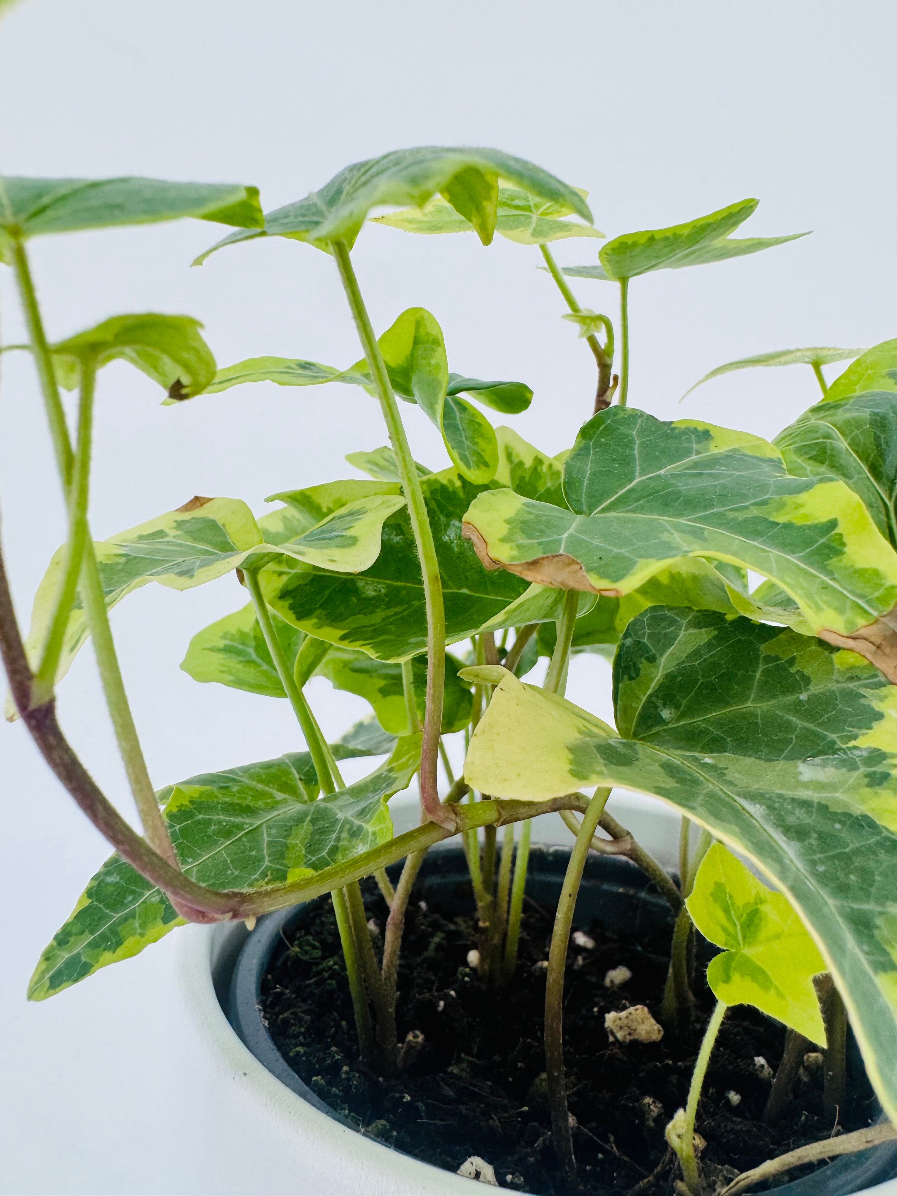 HEDERA HELIX MIX M9