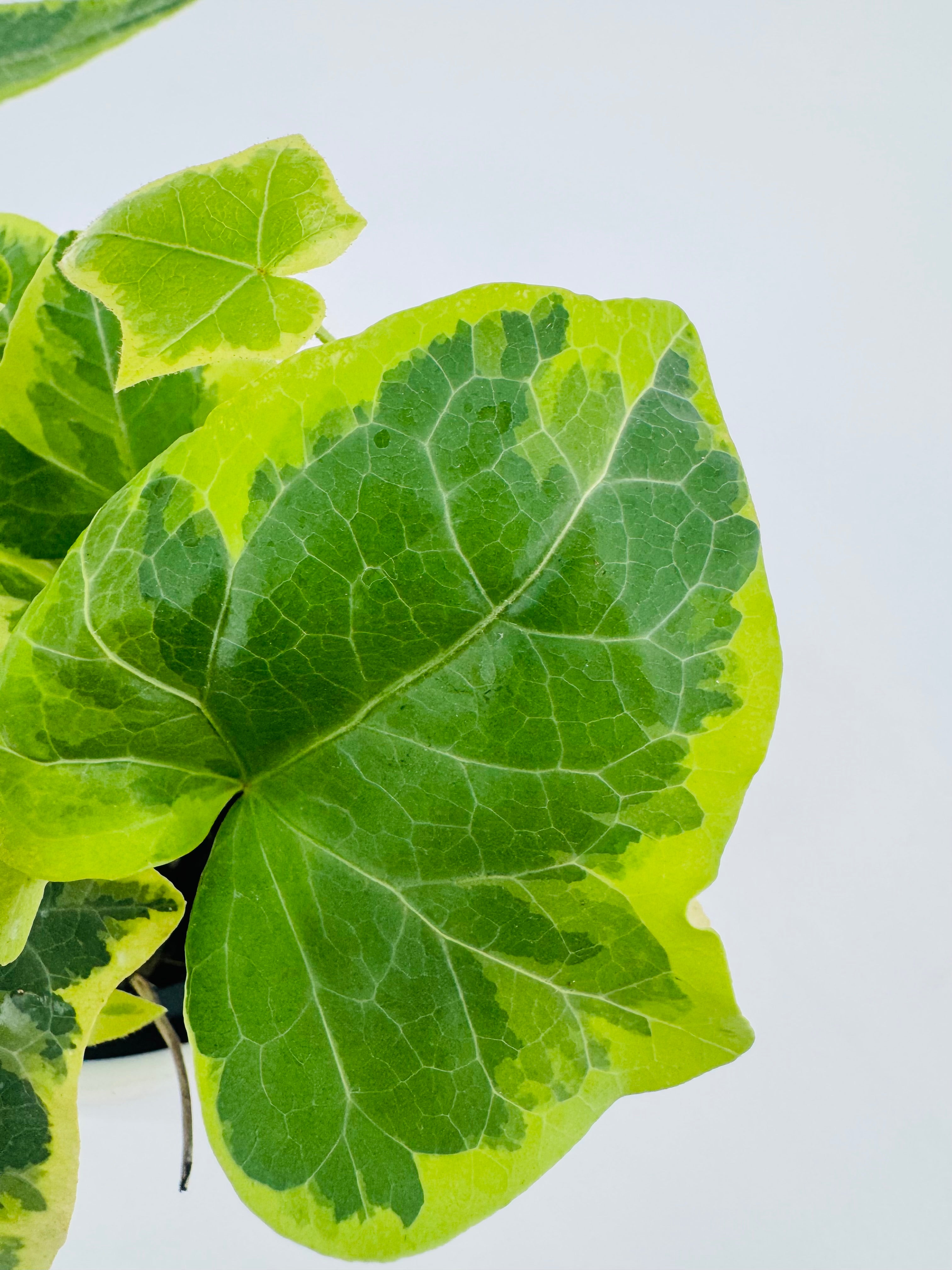 HEDERA HELIX MIX M9