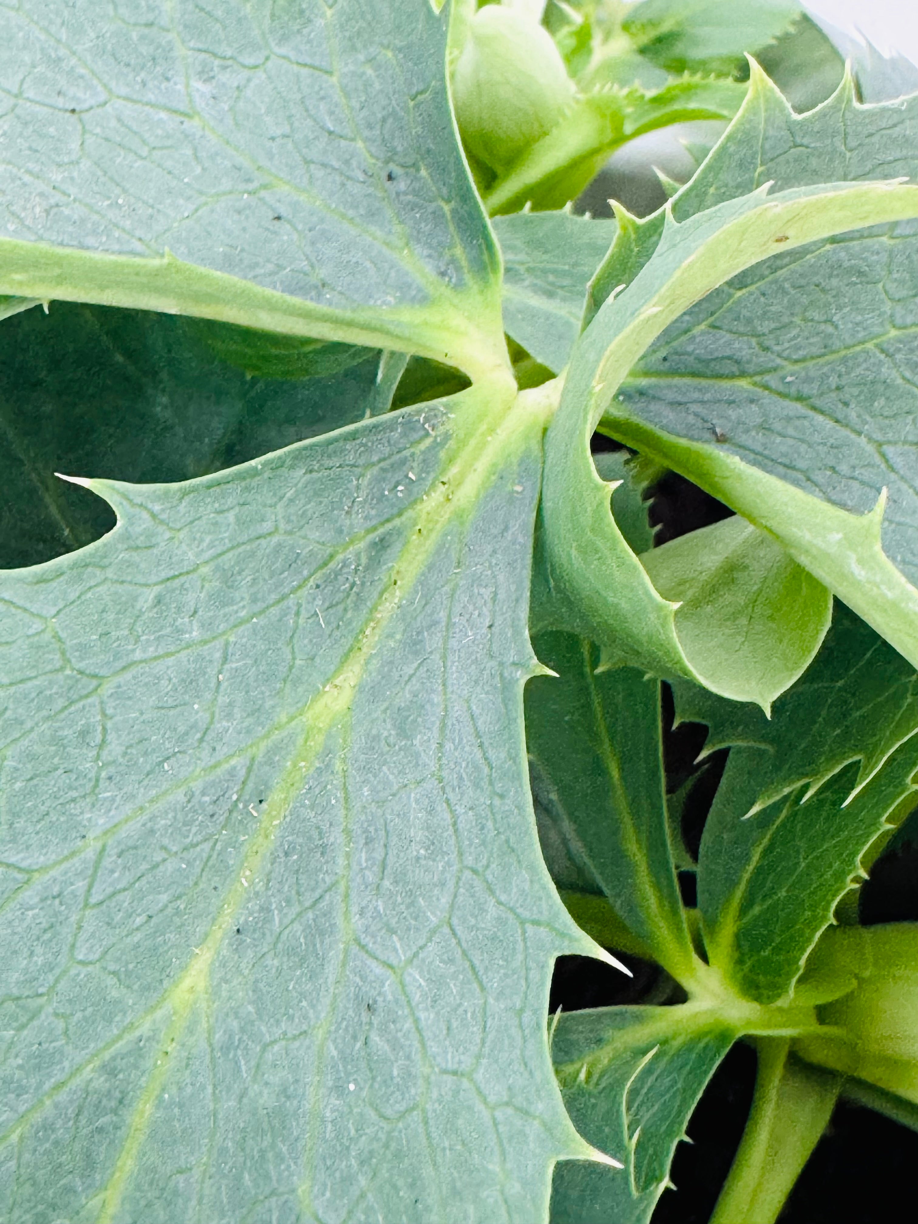 HELLEBORUS OR. MEXCLADO M14