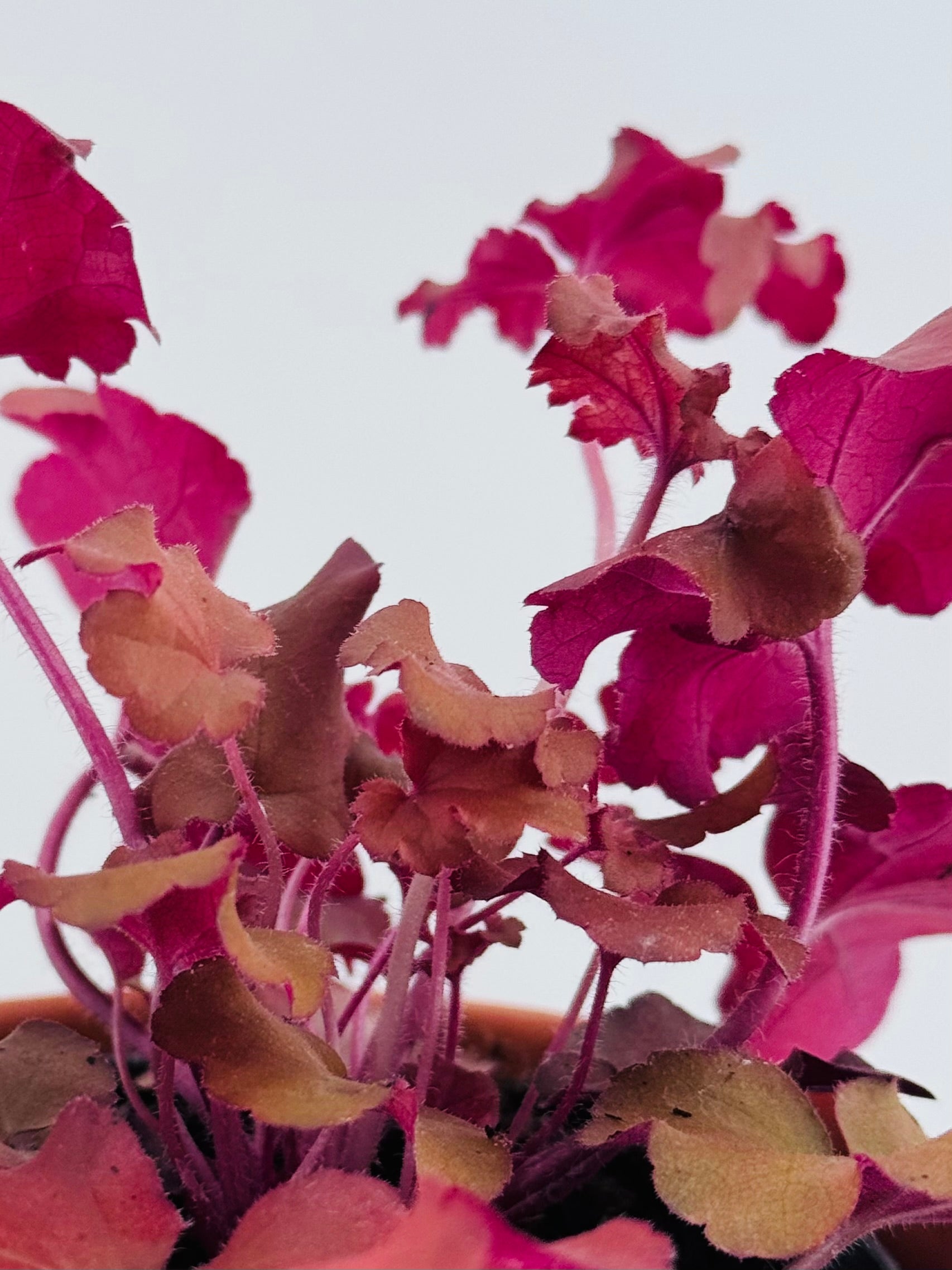 HEUCHERA VARIEDADES