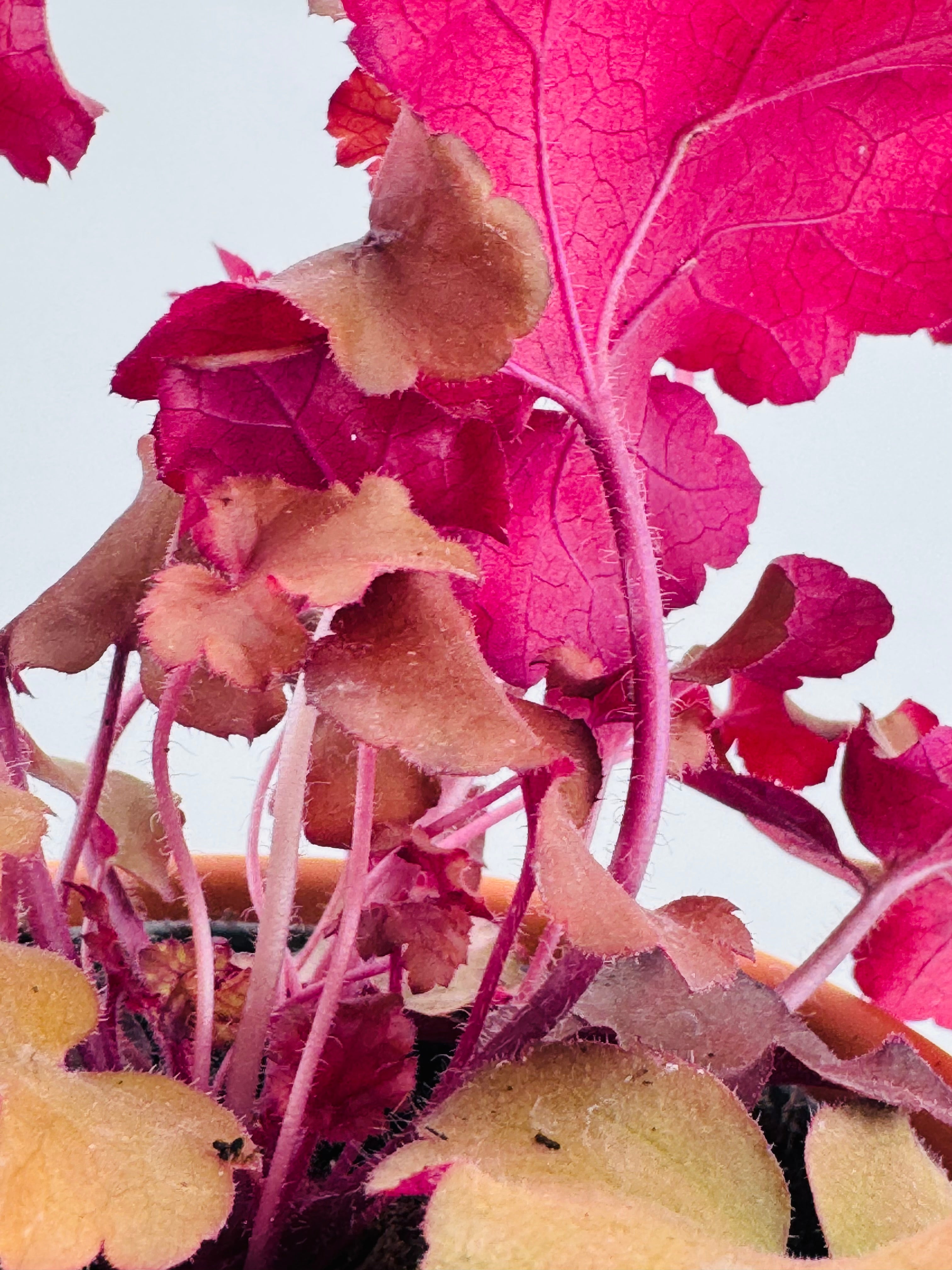 HEUCHERA VARIEDADES
