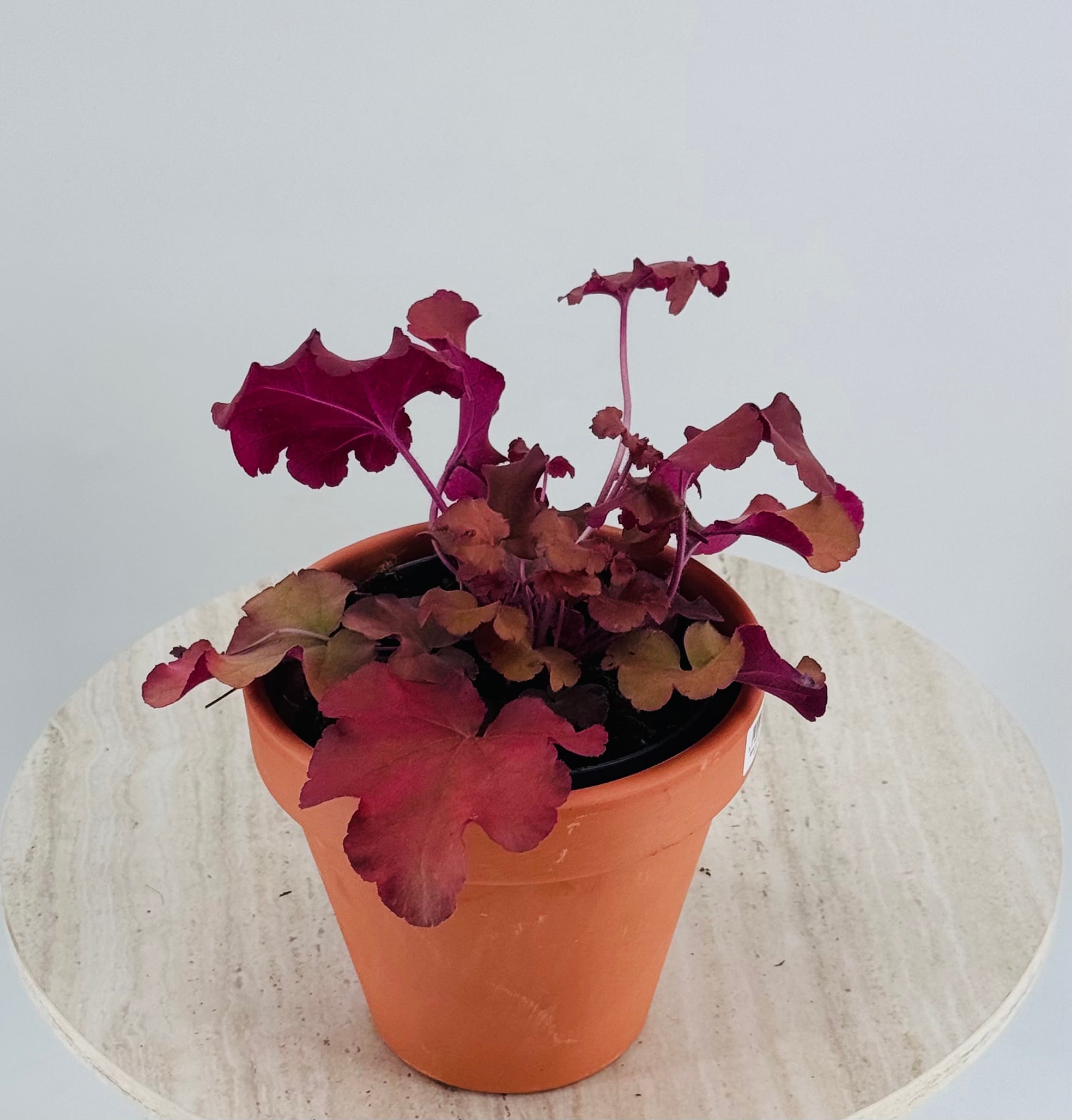 HEUCHERA VARIEDADES