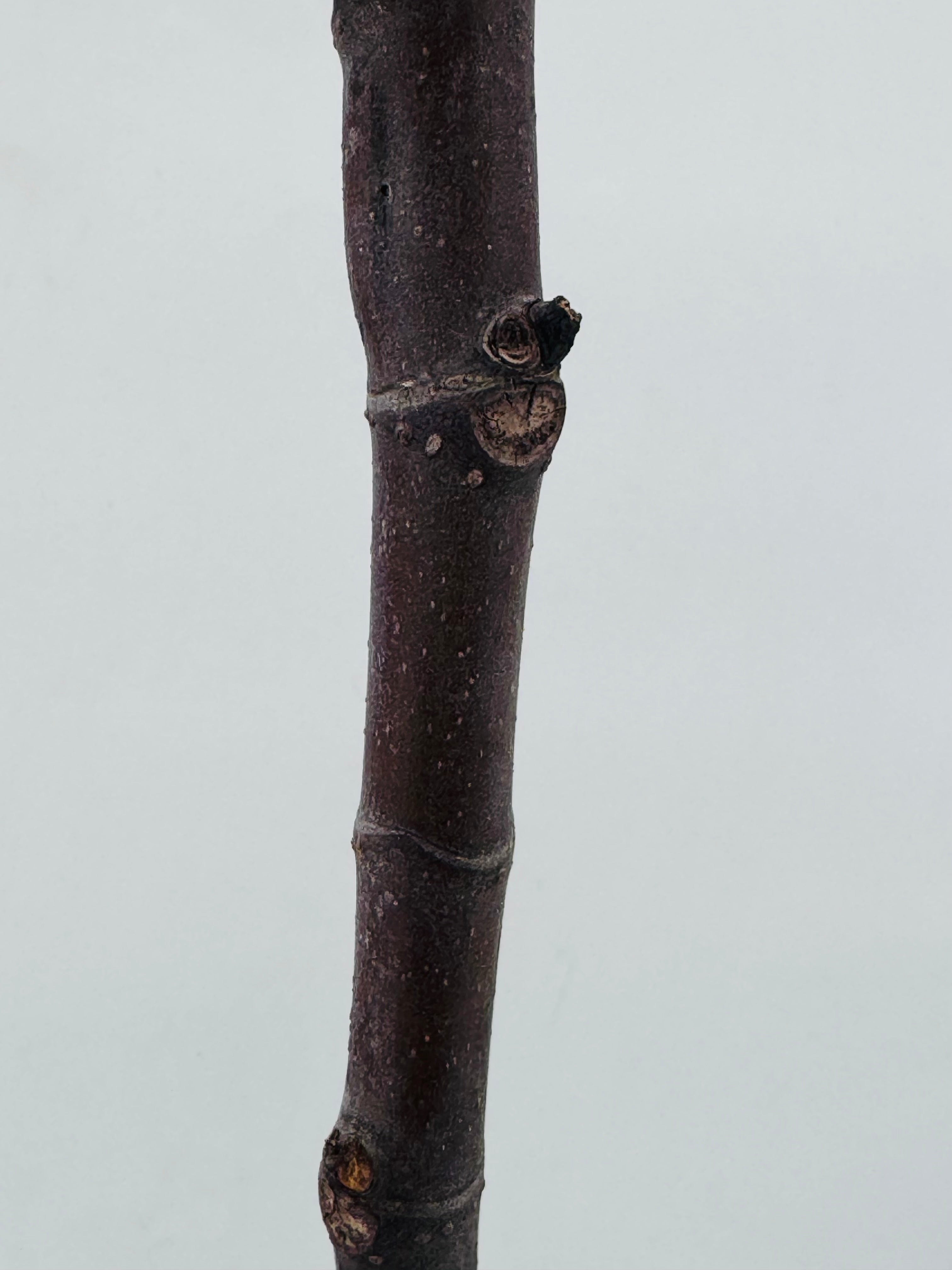 HIGUERA 3L VARIADA