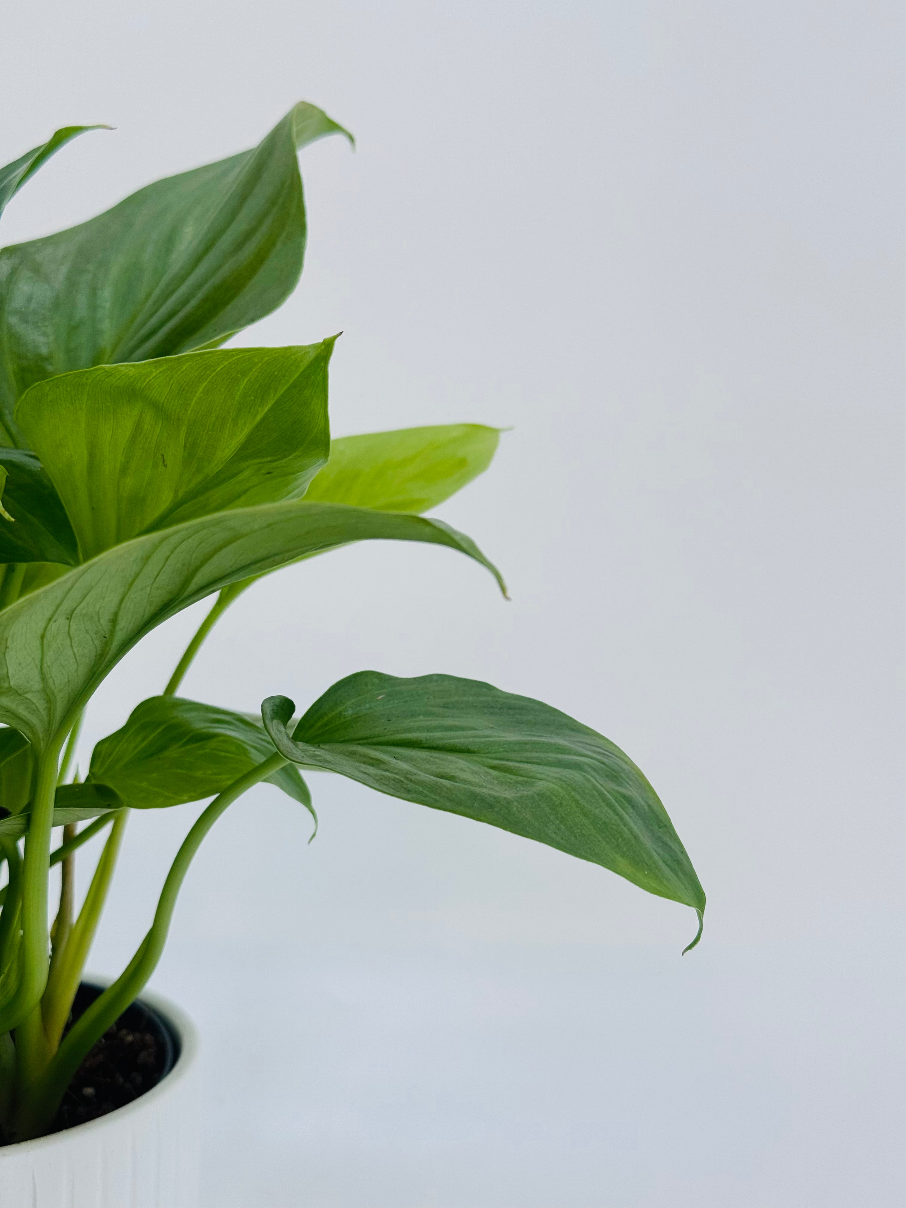 HOMALOMENA LEMON LIME M14