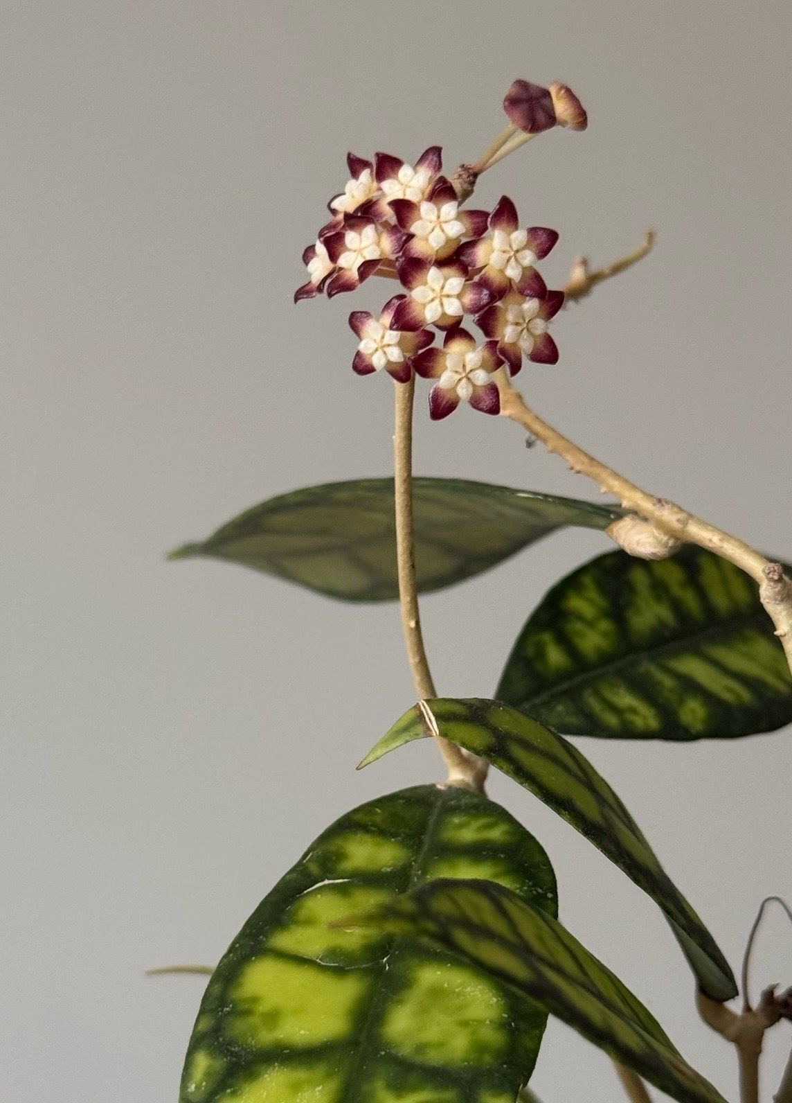 HOYA CALLISTOPHYLLA BLACK CAT M9