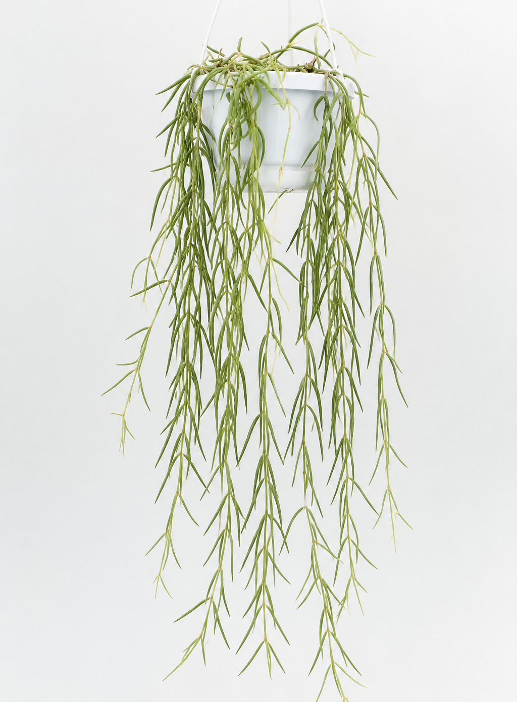 HOYA LINEARIS M14