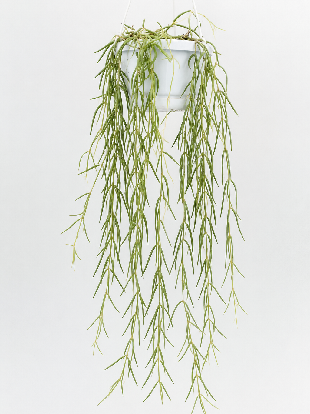 HOYA LINEARIS M14