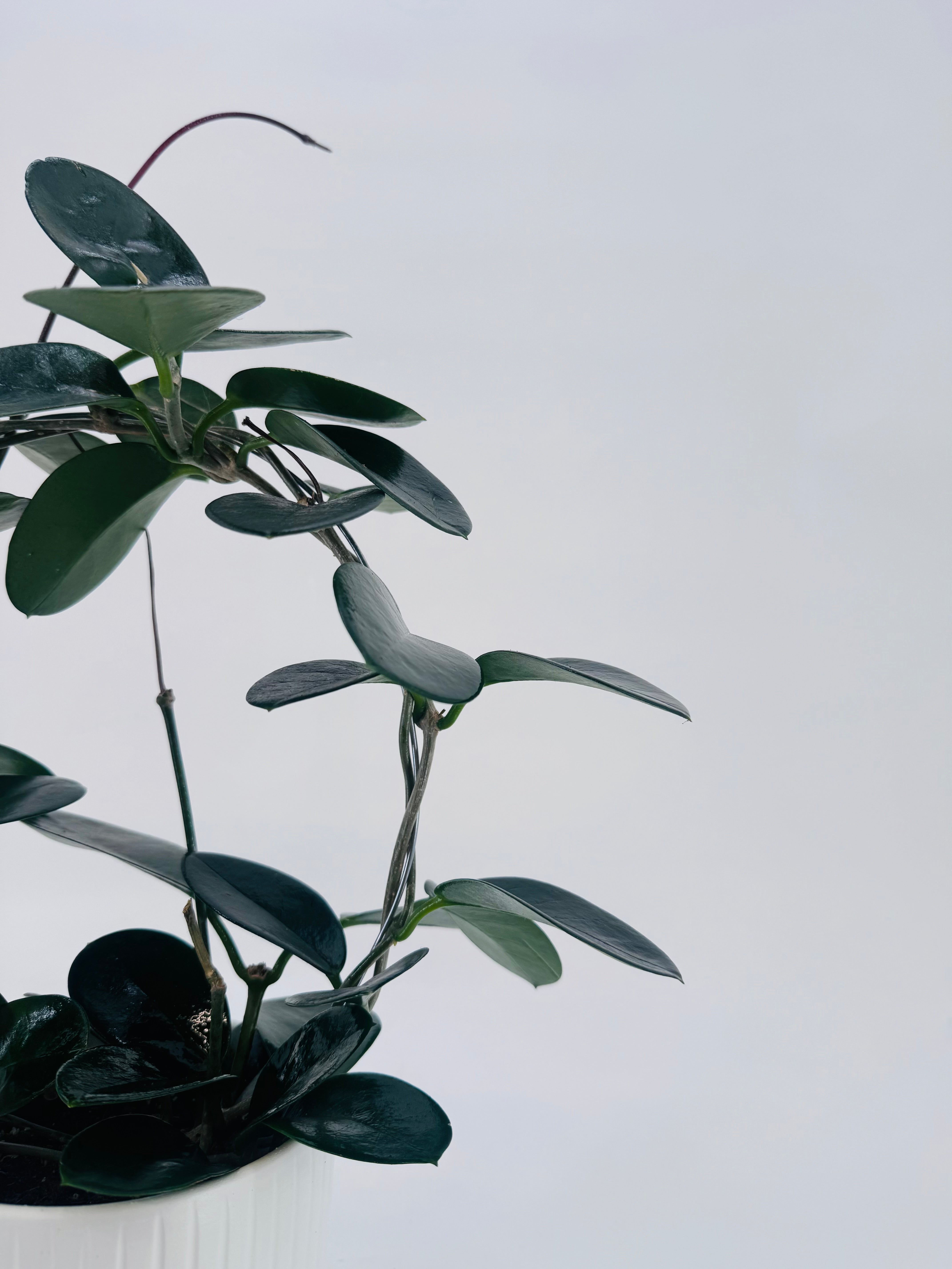 HOYA AUST MIX ARCH MEZCLADO