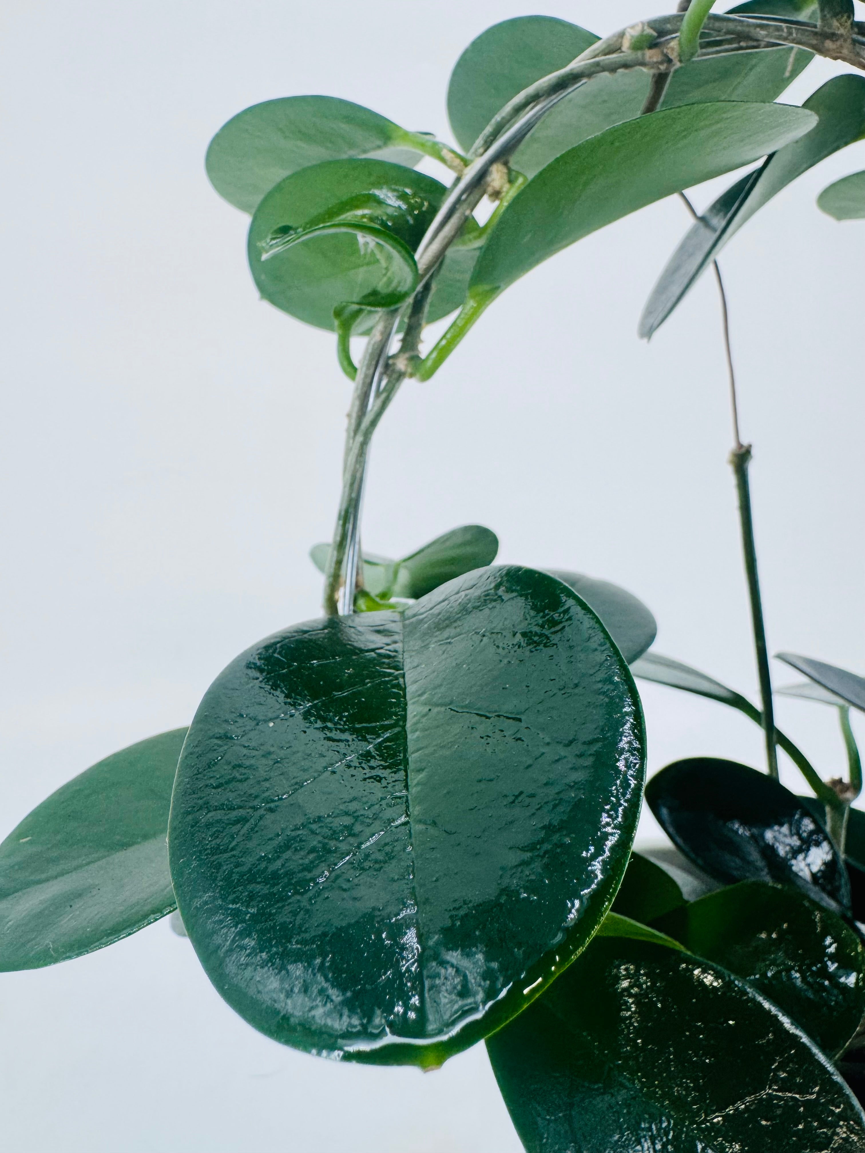 HOYA AUST MIX ARCH MEZCLADO