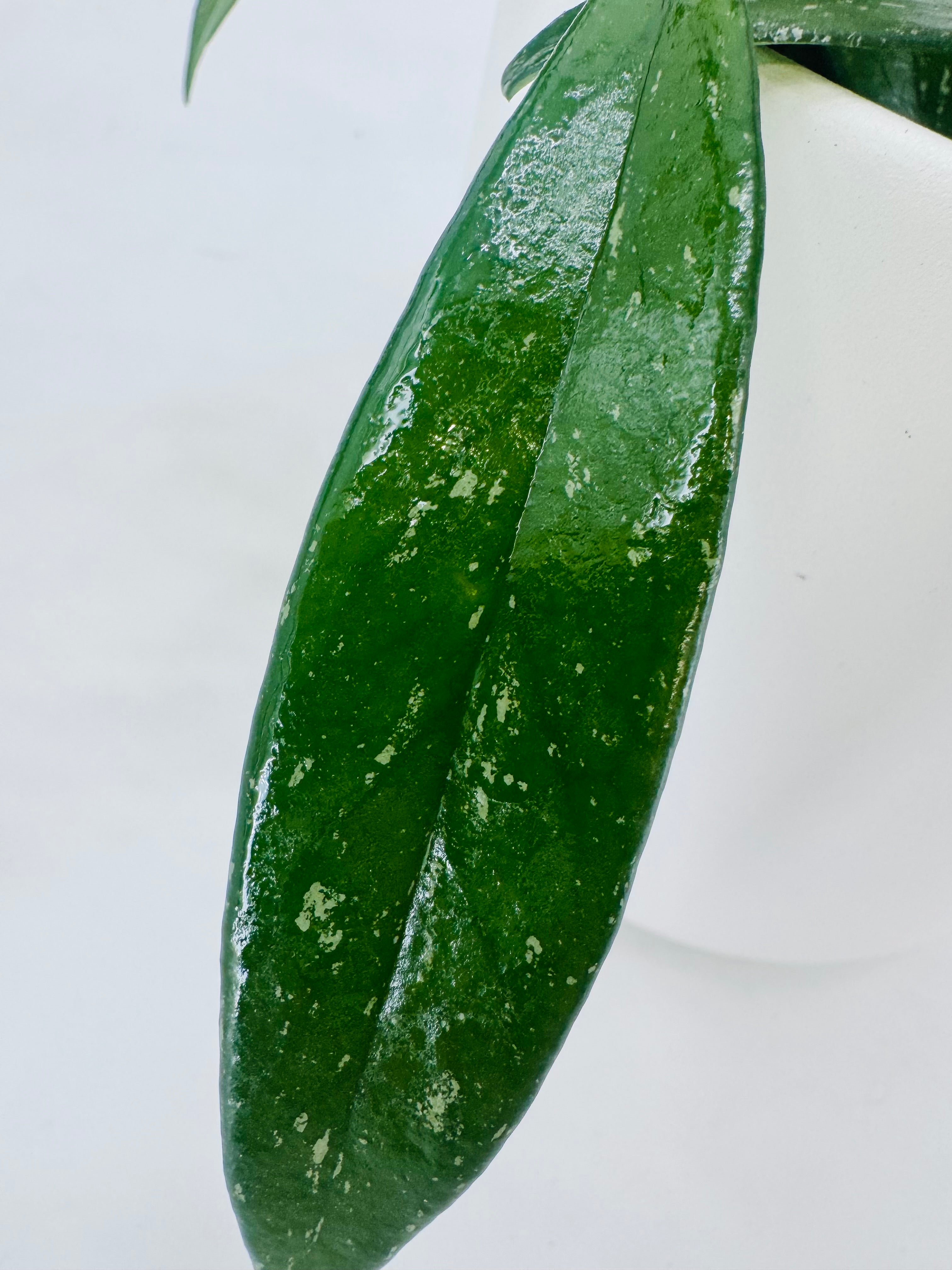 HOYA CARNOSA PUBLICALIX