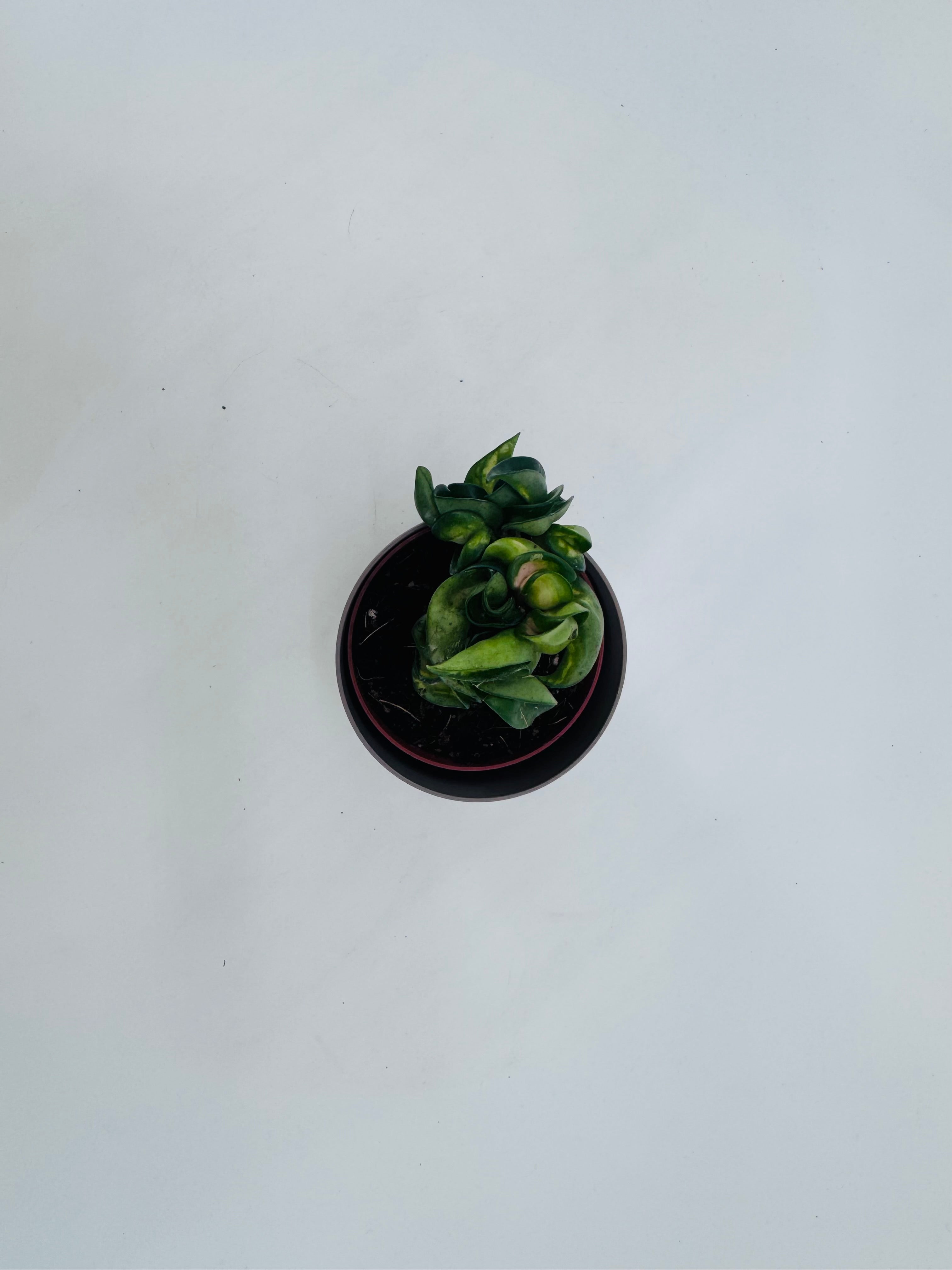 HOYA COMPACTA MAUNA LOA M8