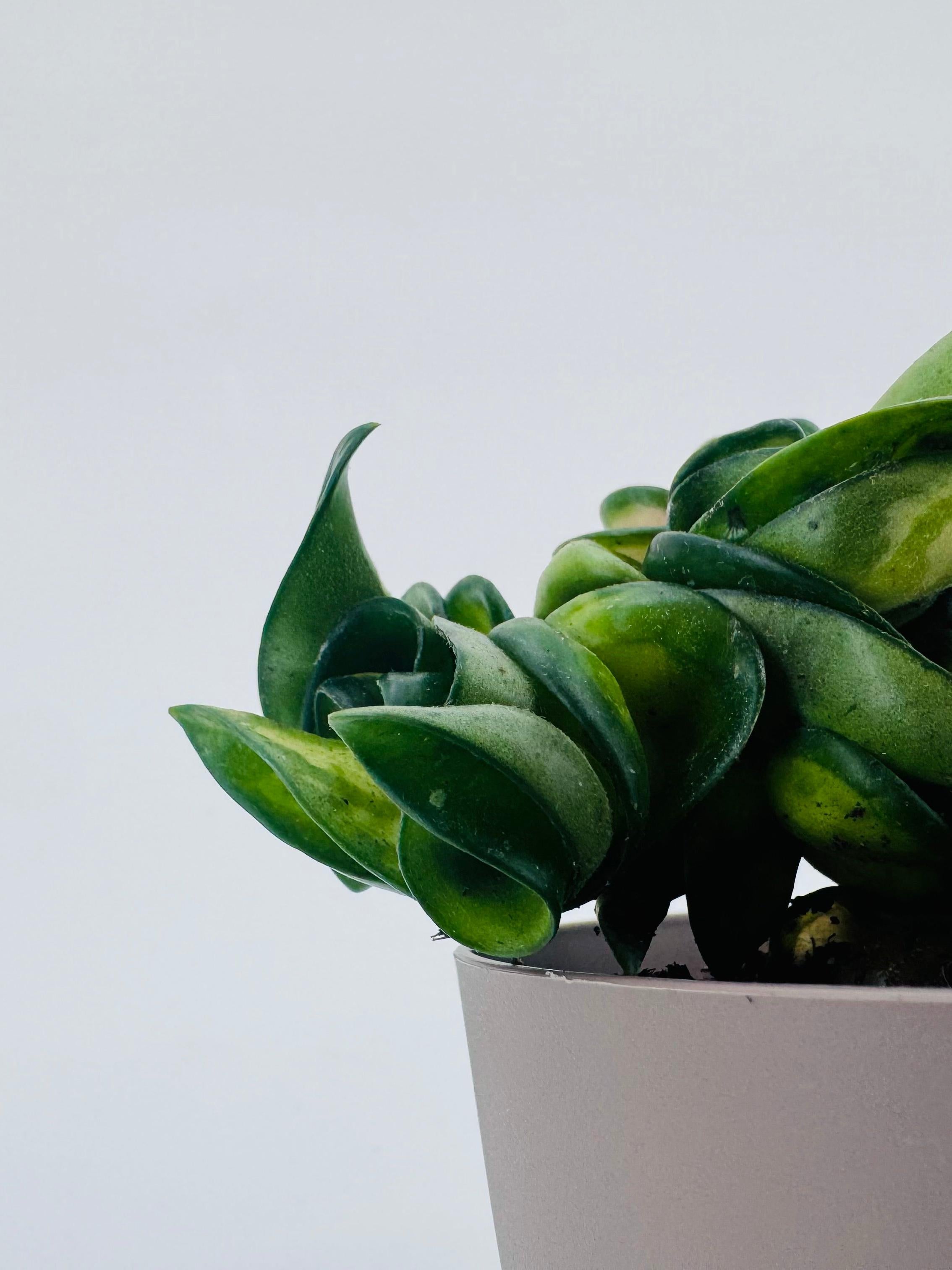 HOYA COMPACTA MAUNA LOA M8