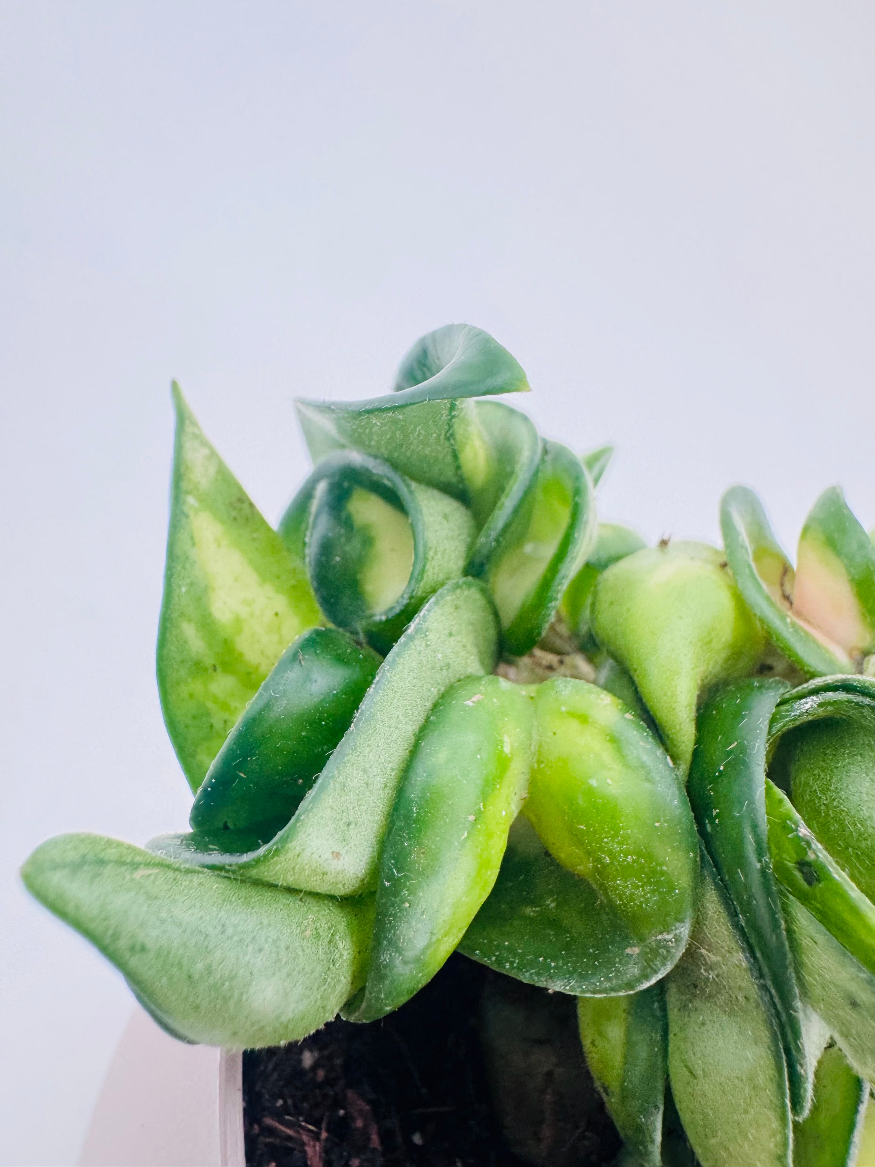 HOYA COMPACTA MAUNA LOA M8