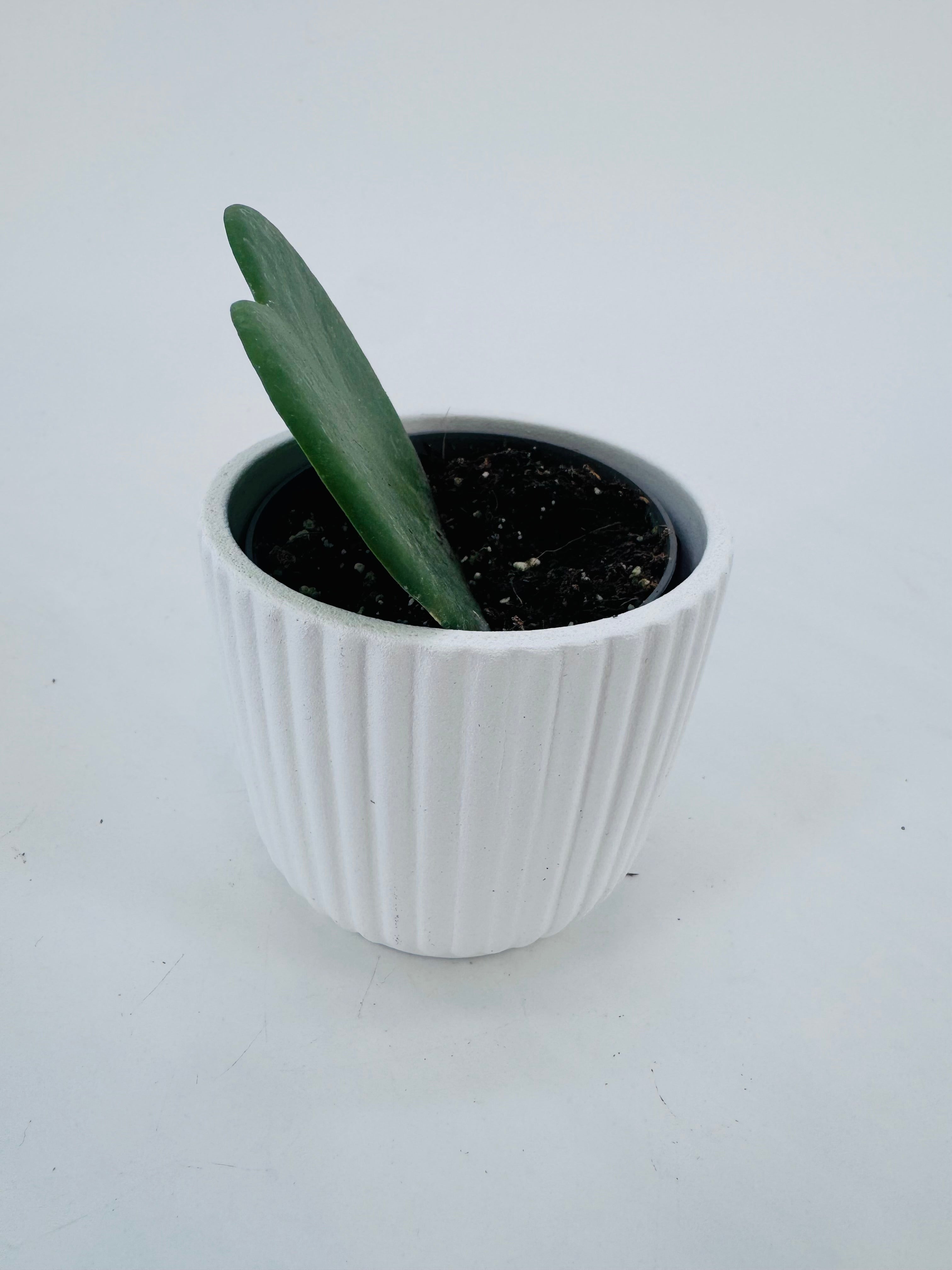 HOYA KERRII M6
