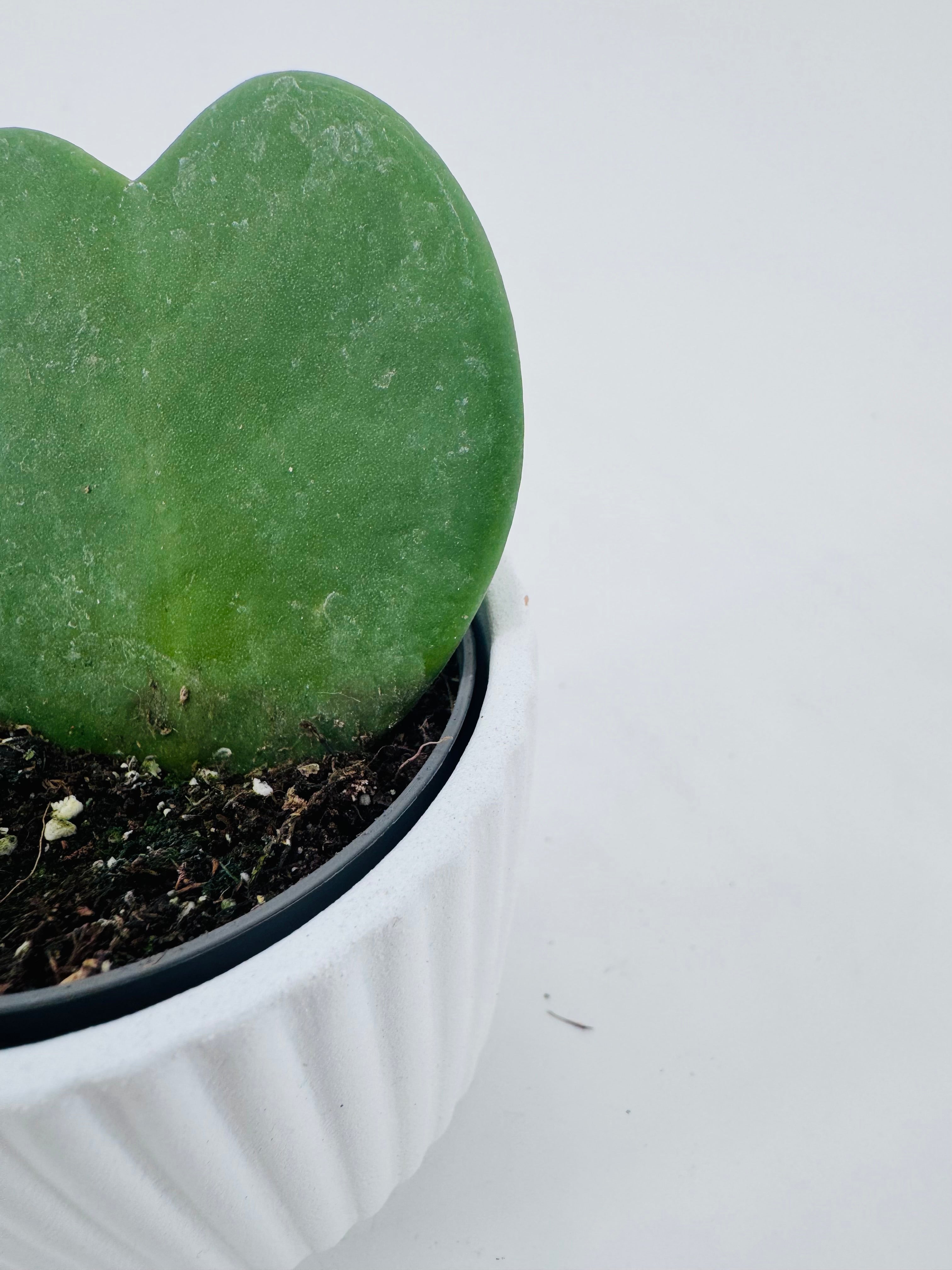 HOYA KERRII M6