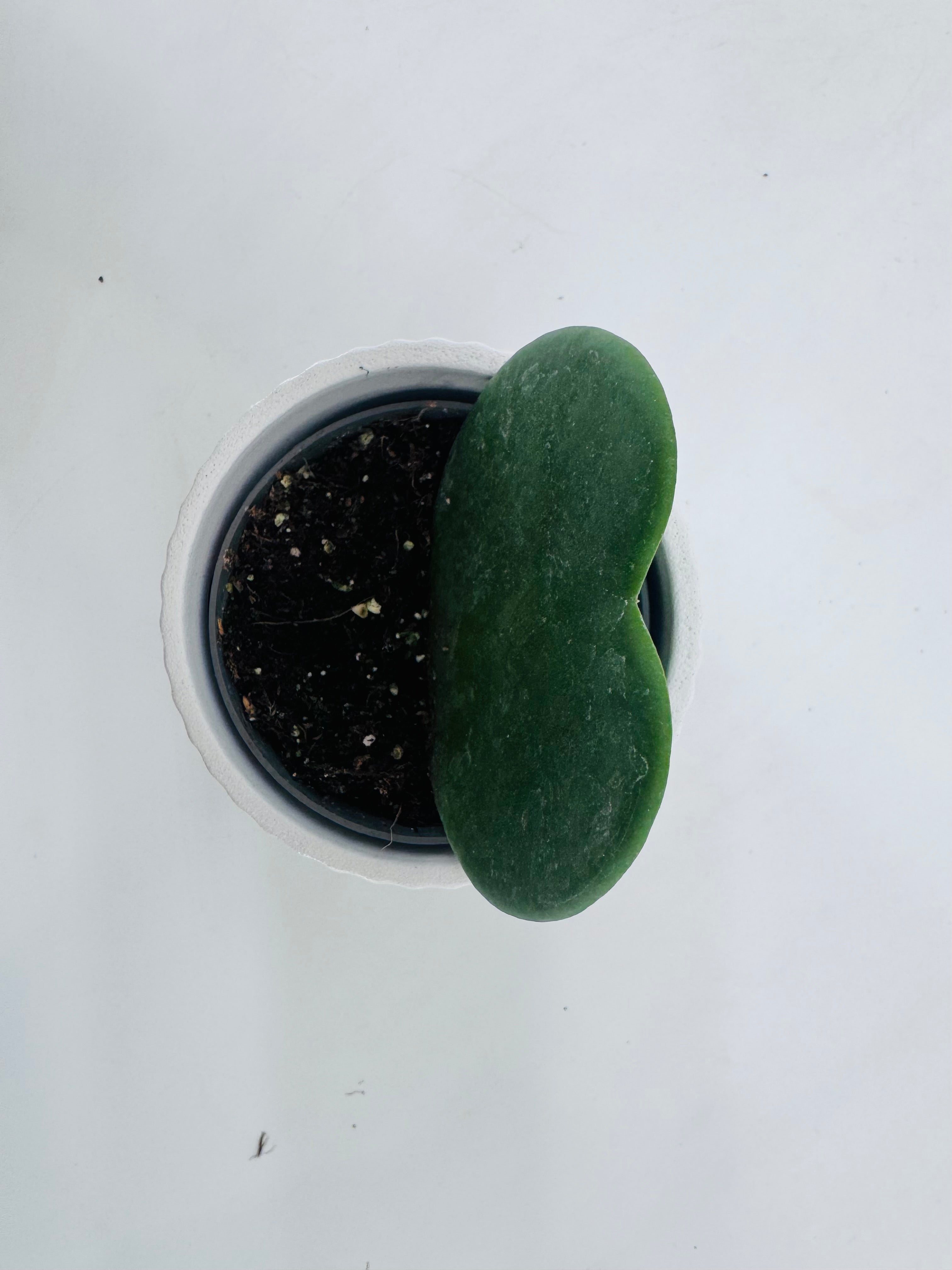 HOYA KERRII M6