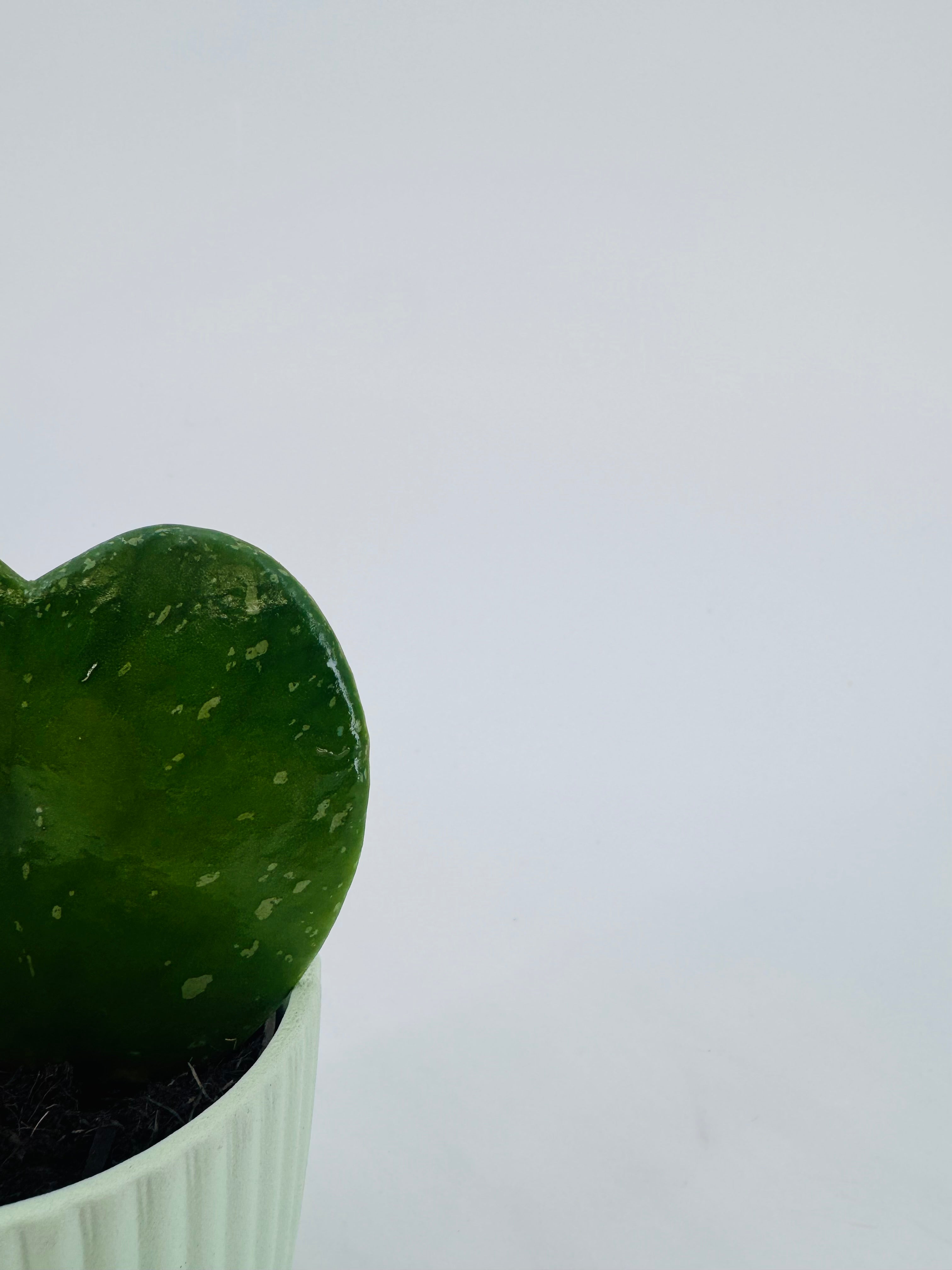 HOYA KERRII VARIEGATA