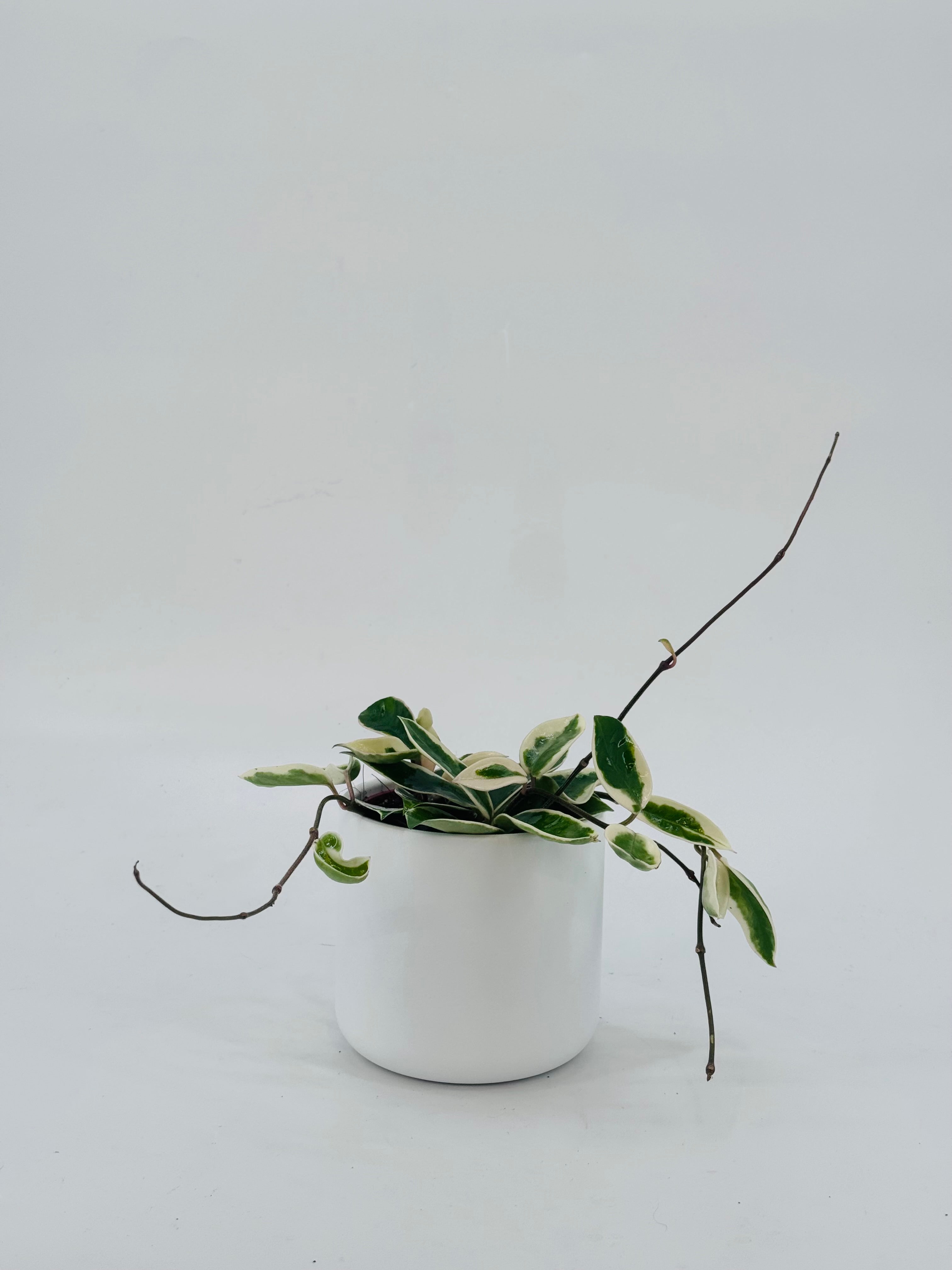 HOYA WAYETII M12