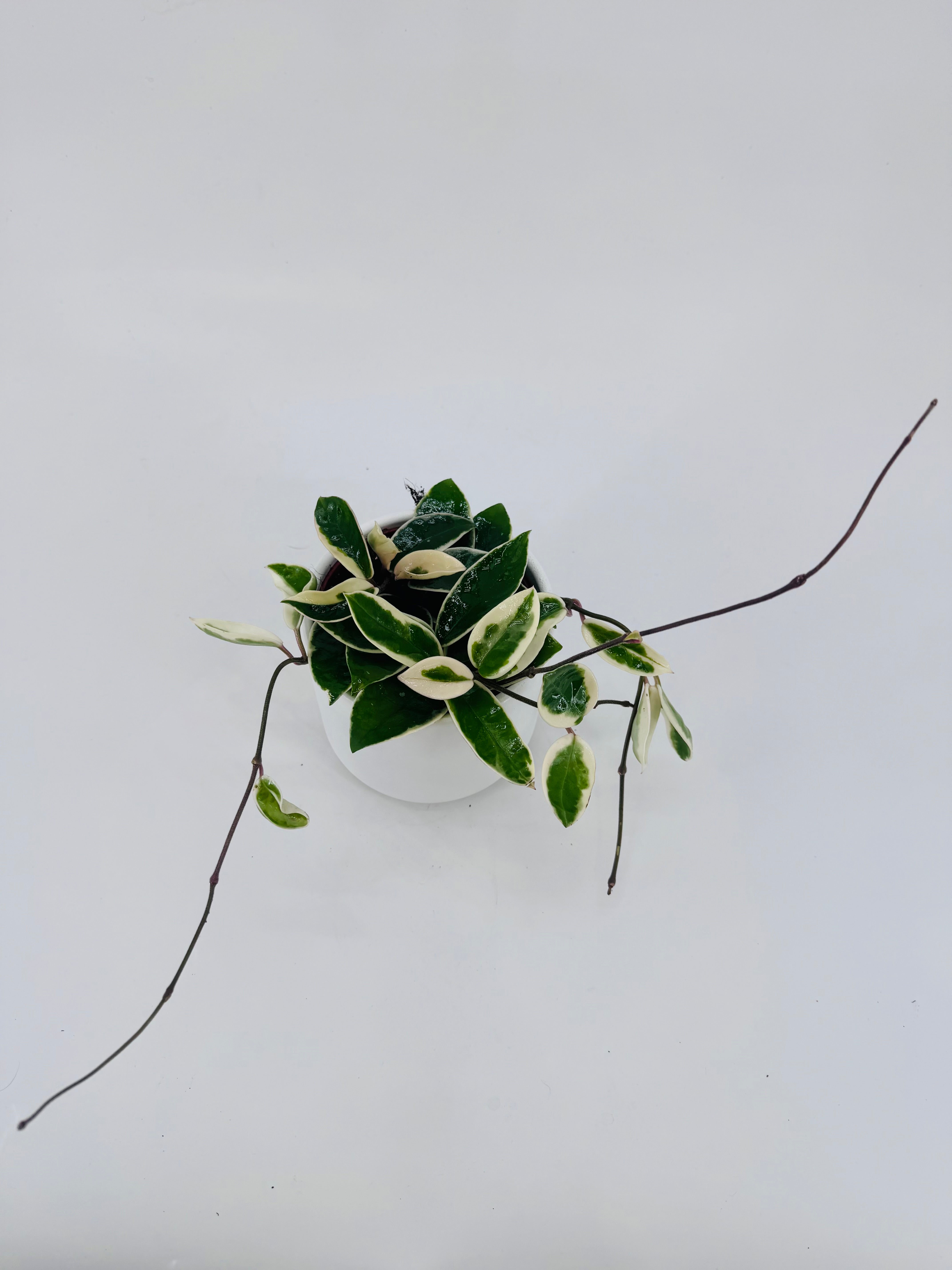 HOYA WAYETII M12