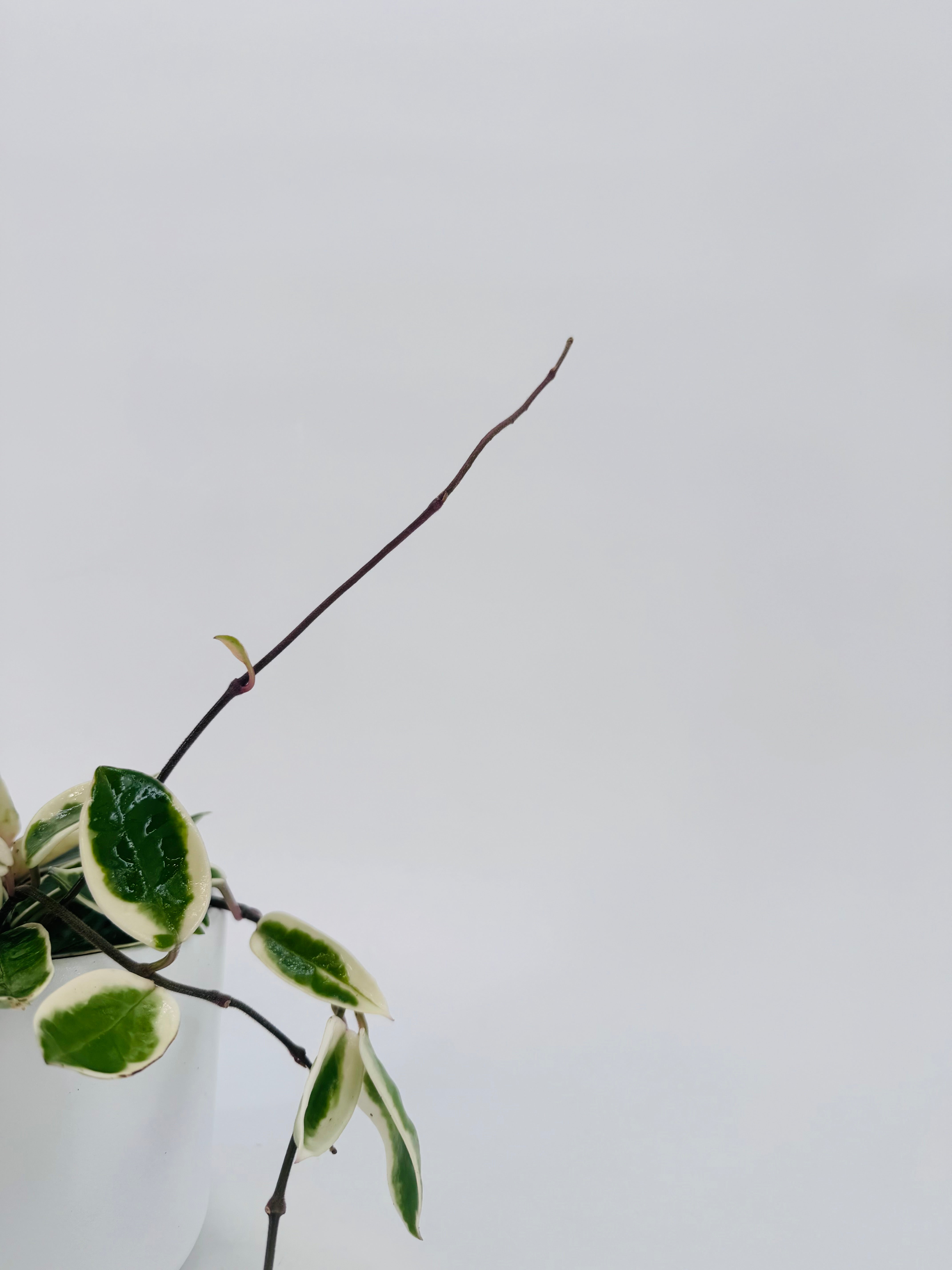 HOYA WAYETII M12