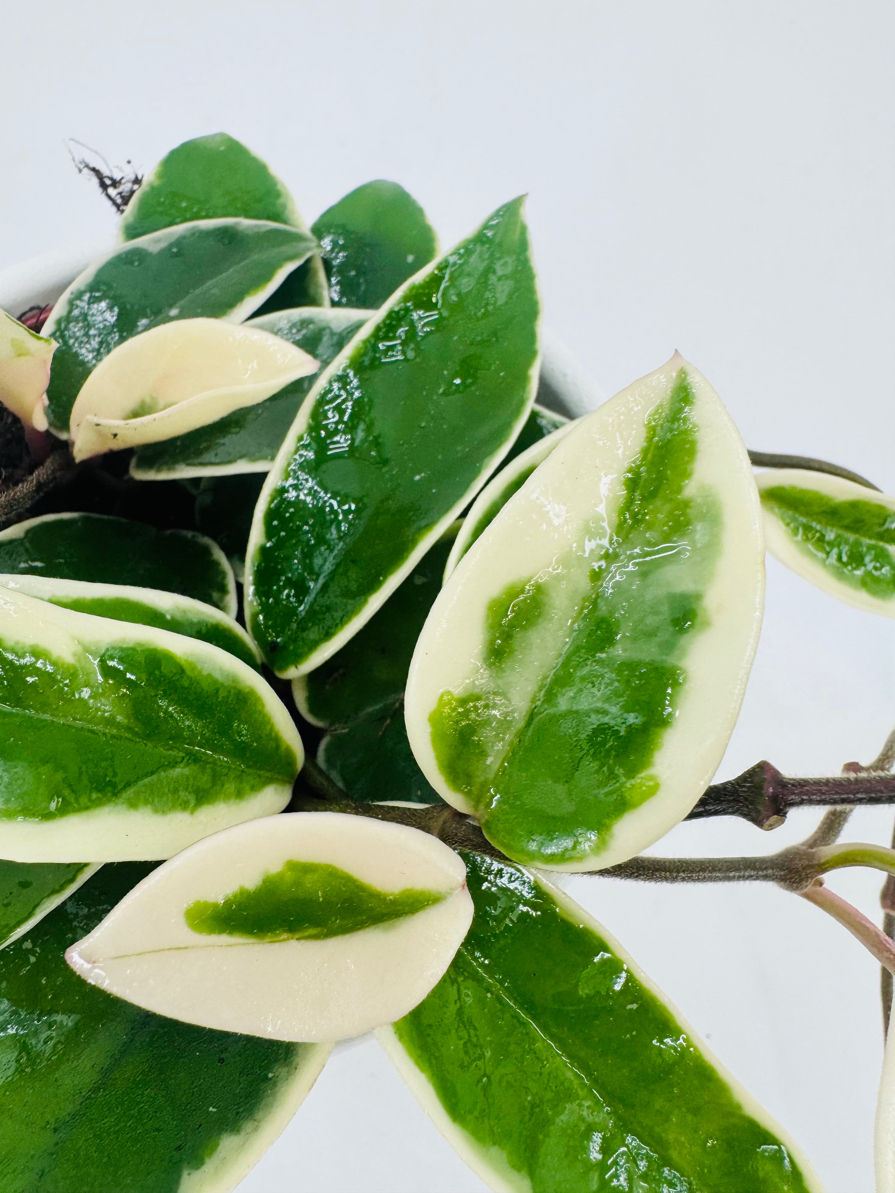 HOYA WAYETII M12
