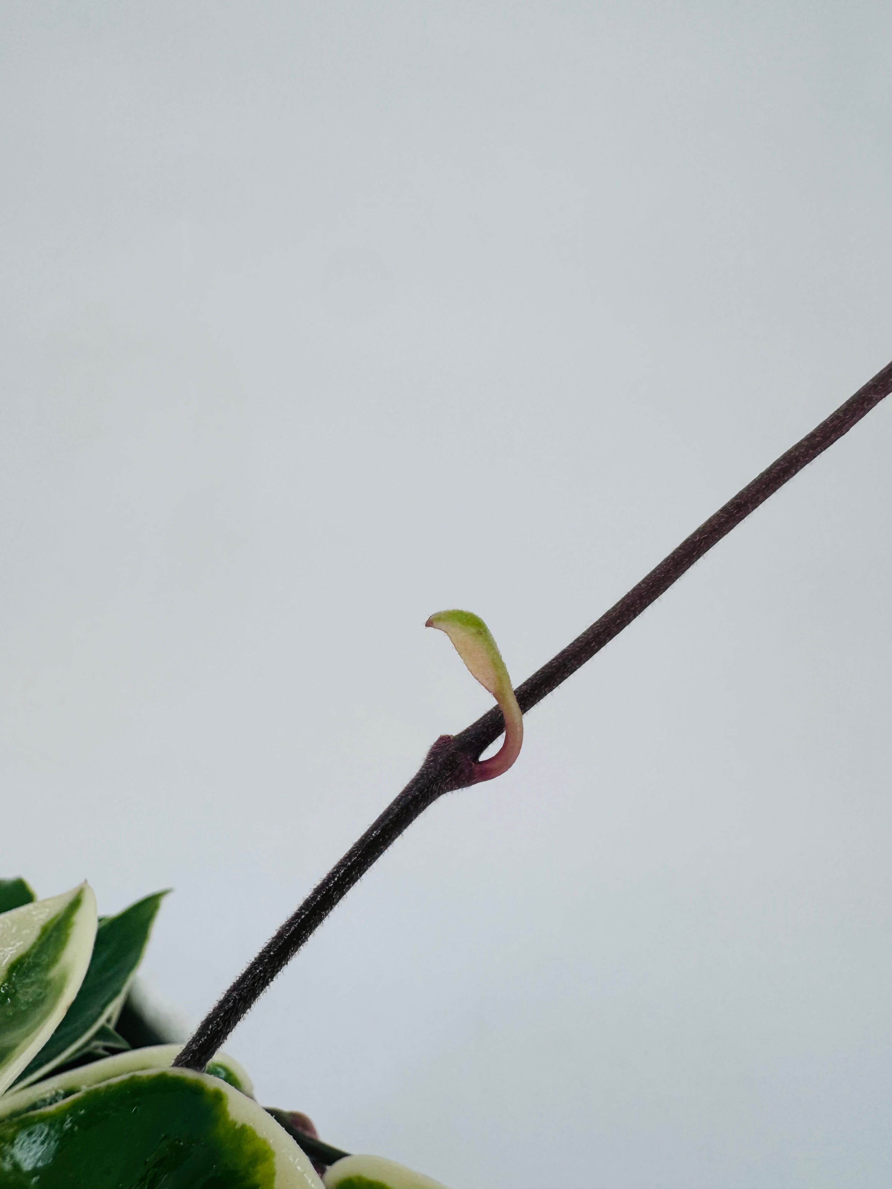 HOYA WAYETII M12