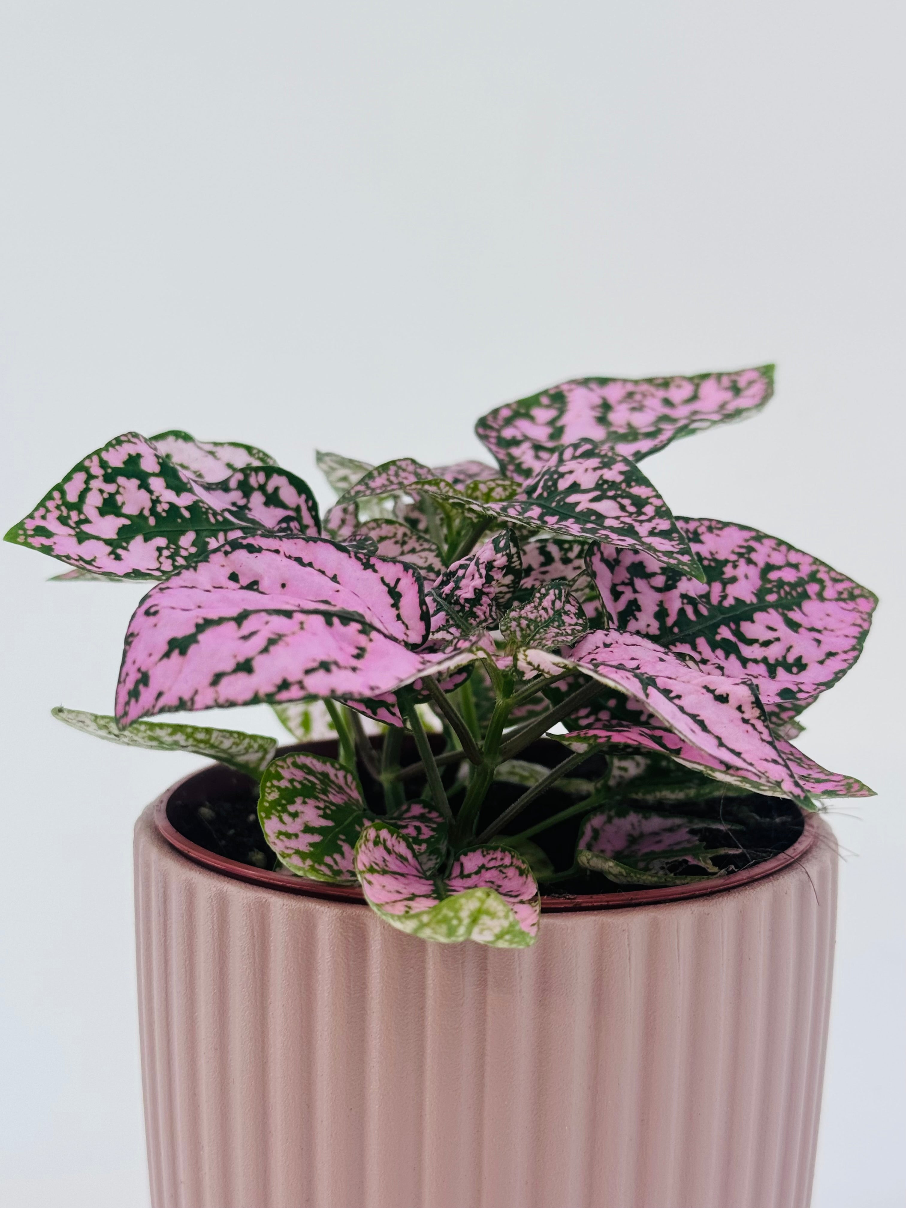 Hypoestes Mix M8.5 con hojas moteadas en tonos rosa y verde, en una maceta rosa acanalada.