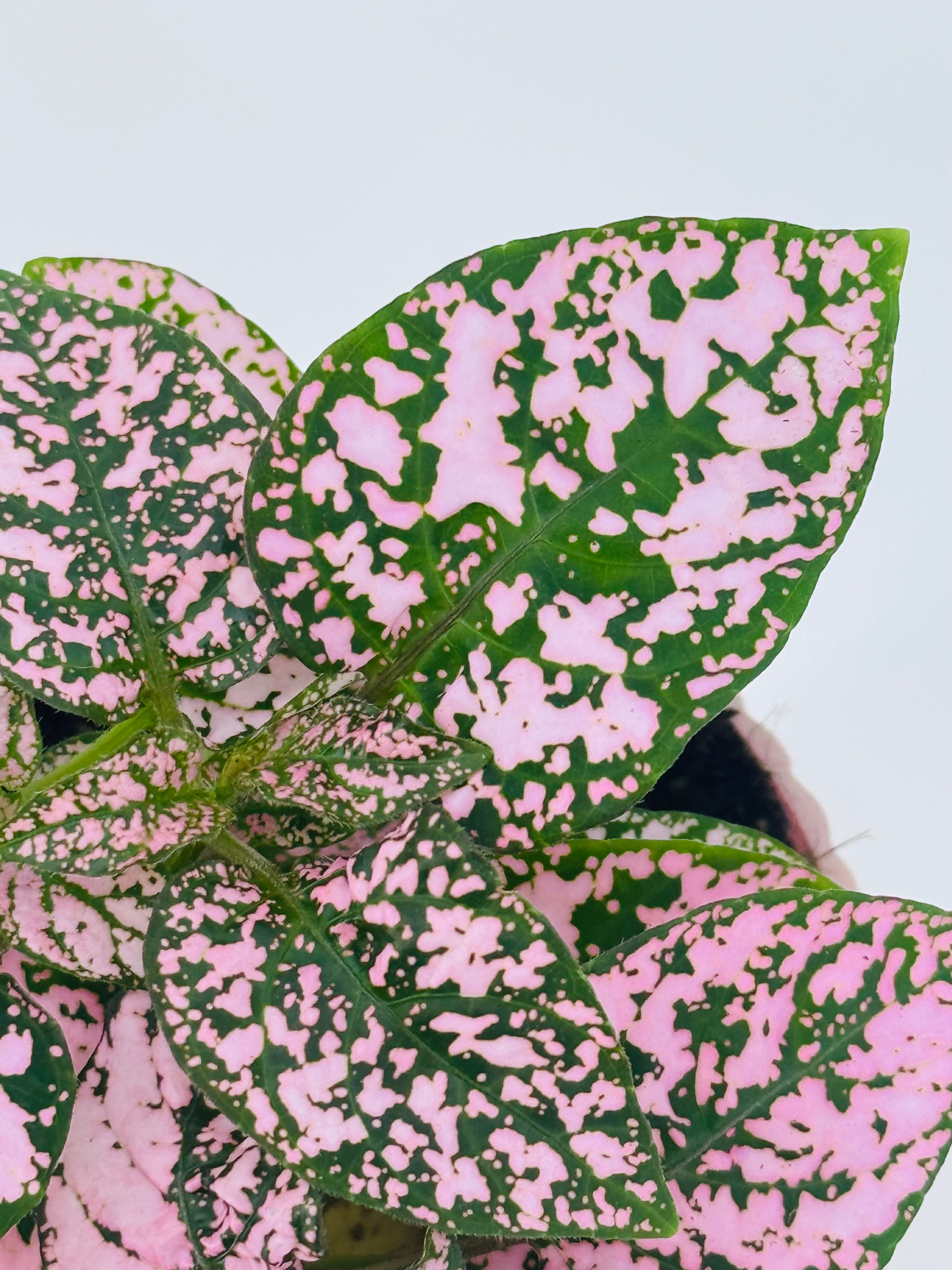 Planta Hypoestes Mix M8.5 con hojas verdes y motas rosas, ideal para decoración de interiores.