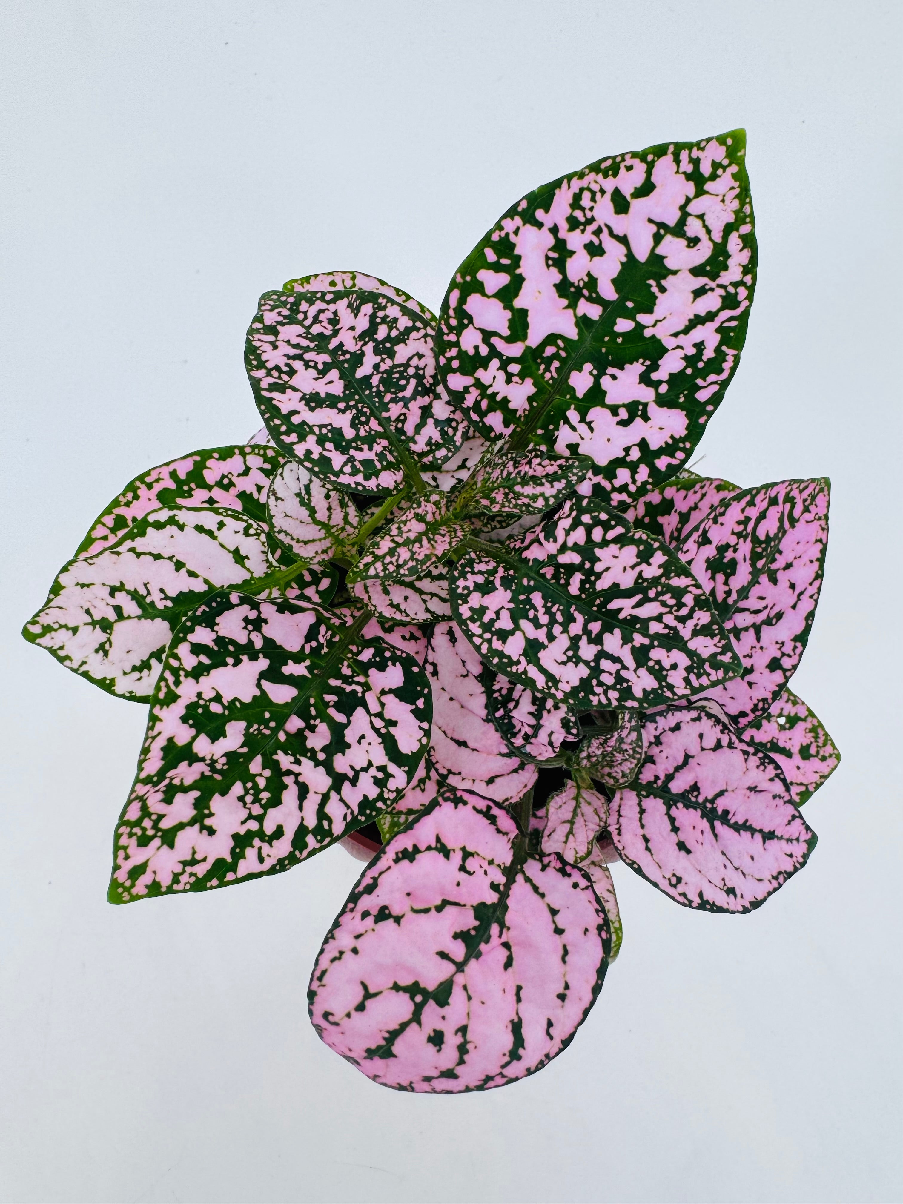 Planta Hypoestes Mix M8.5 con hojas verdes y moteado rosa vibrante, vista superior.