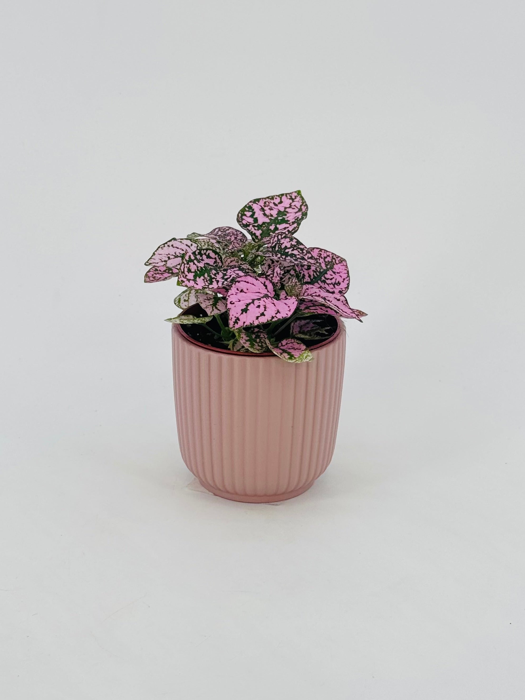 Planta Hypoestes Mix M8.5 con hojas moteadas rosas y verdes en maceta rosa acanalada.