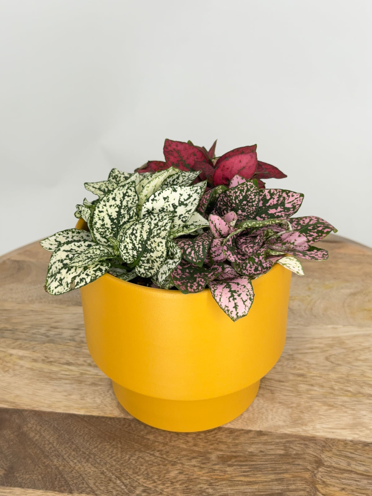 HYPOESTES TRICOLOR M12