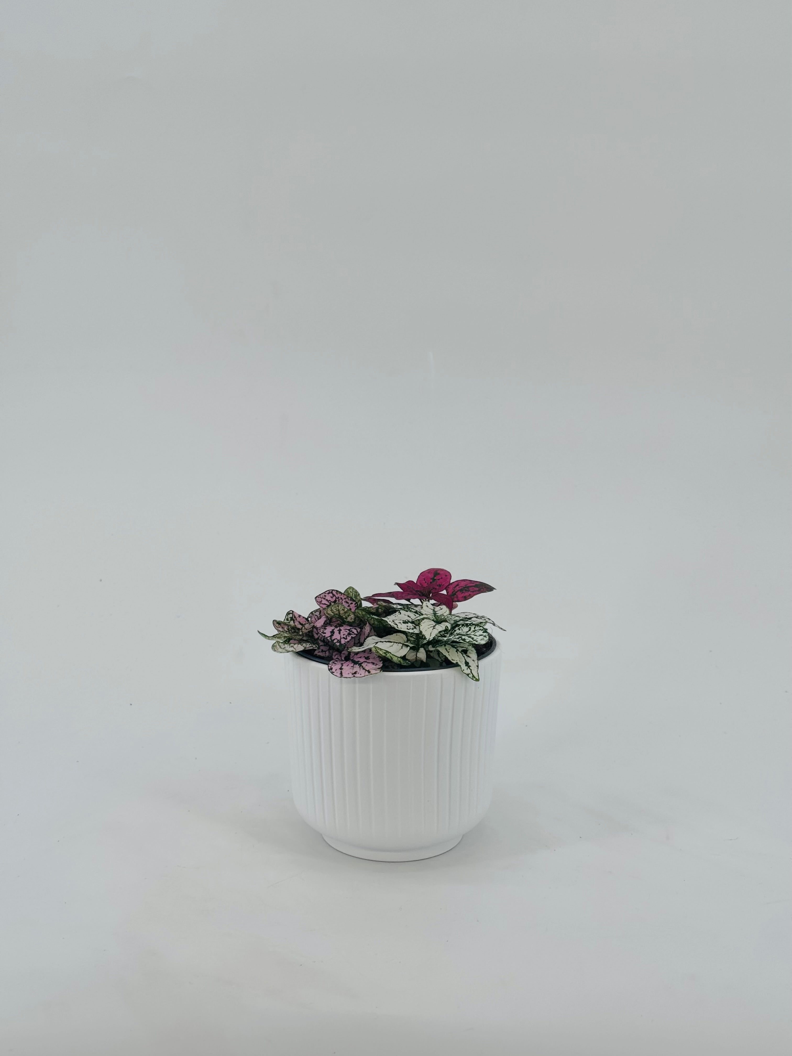 HYPOESTES TRICOLOR M12