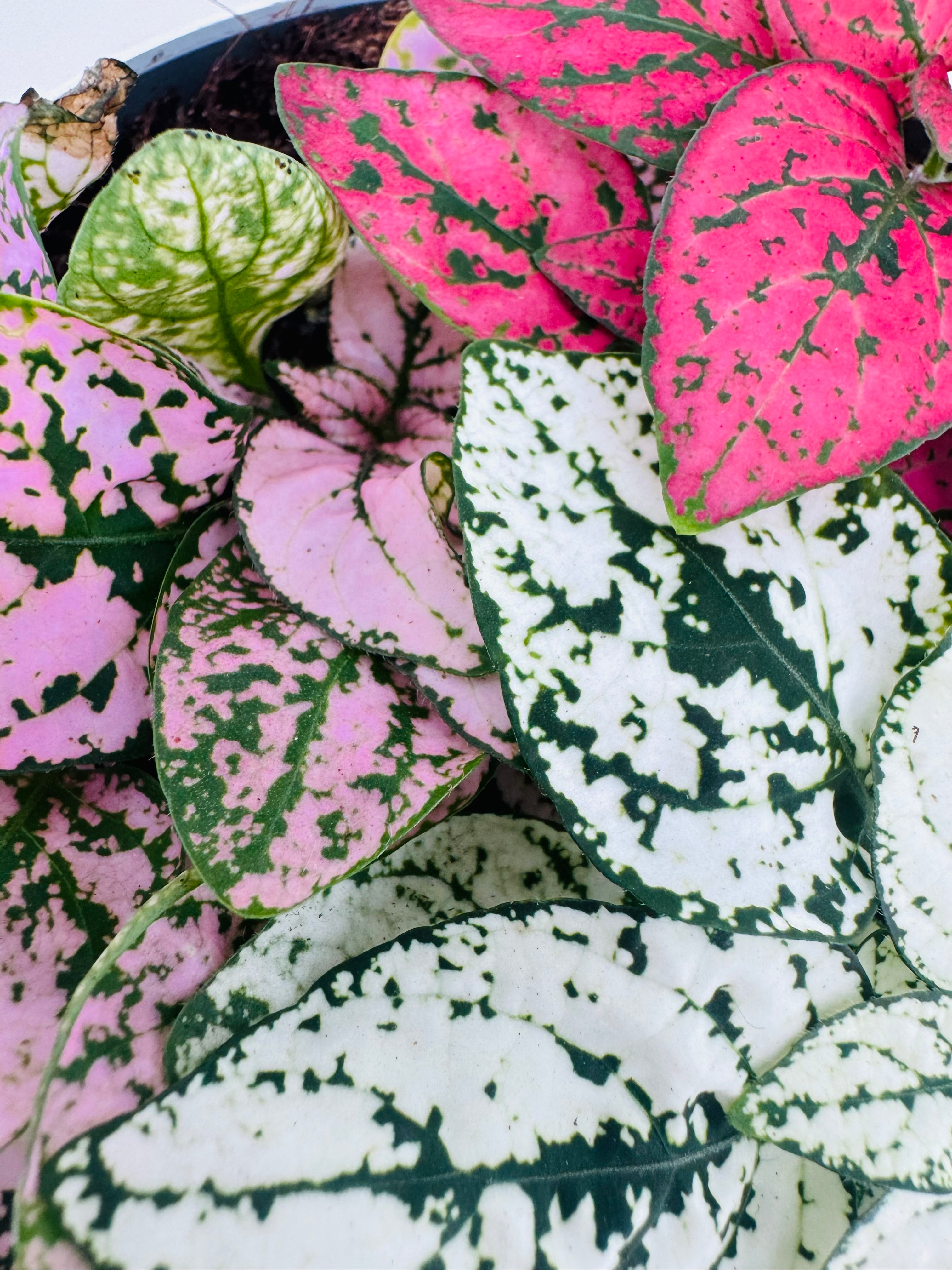 Planta Hypoestes Tricolor M12 con hojas moteadas en tonos rosa, blanco y verde intenso.