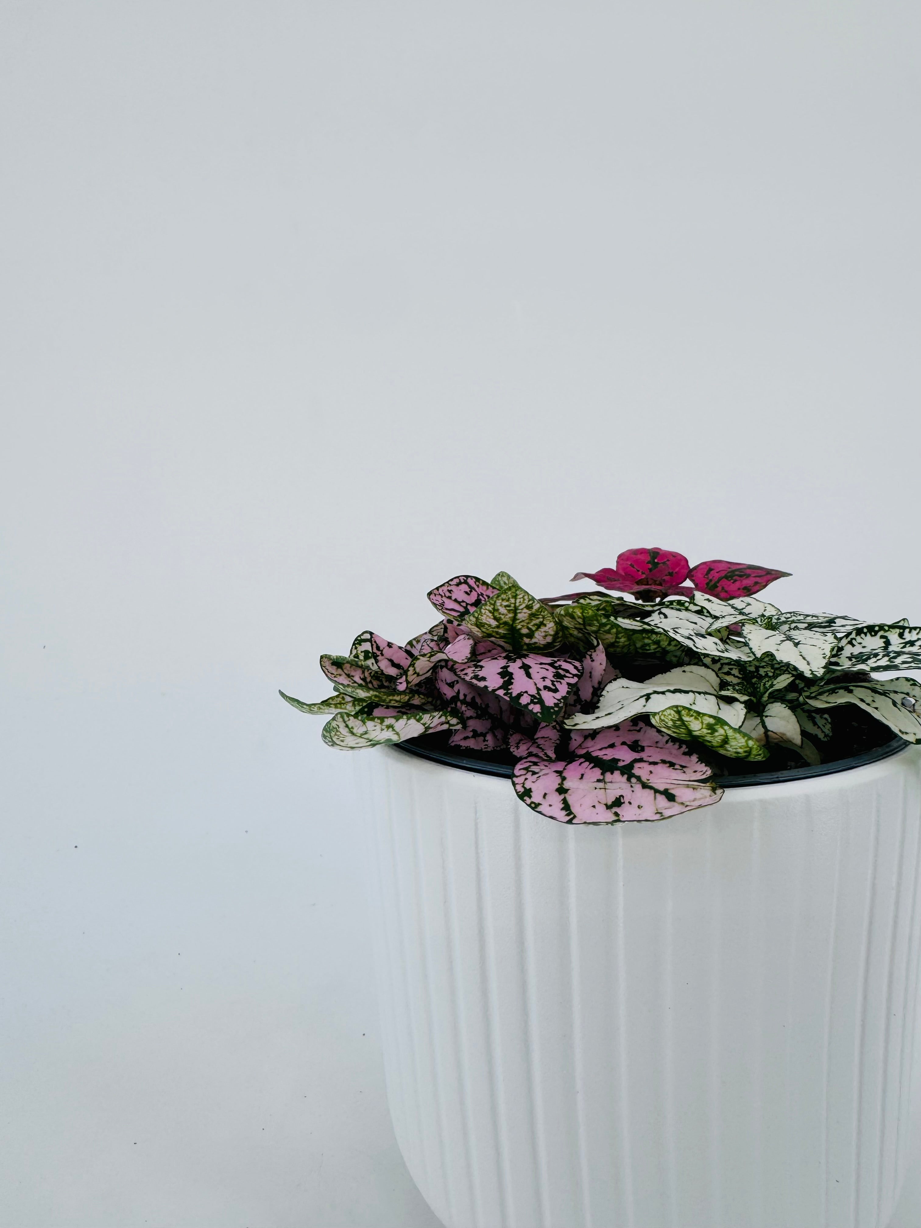 Hypoestes Tricolor M12 con hojas moteadas en tonos rosa, blanco y rojo en maceta blanca.
