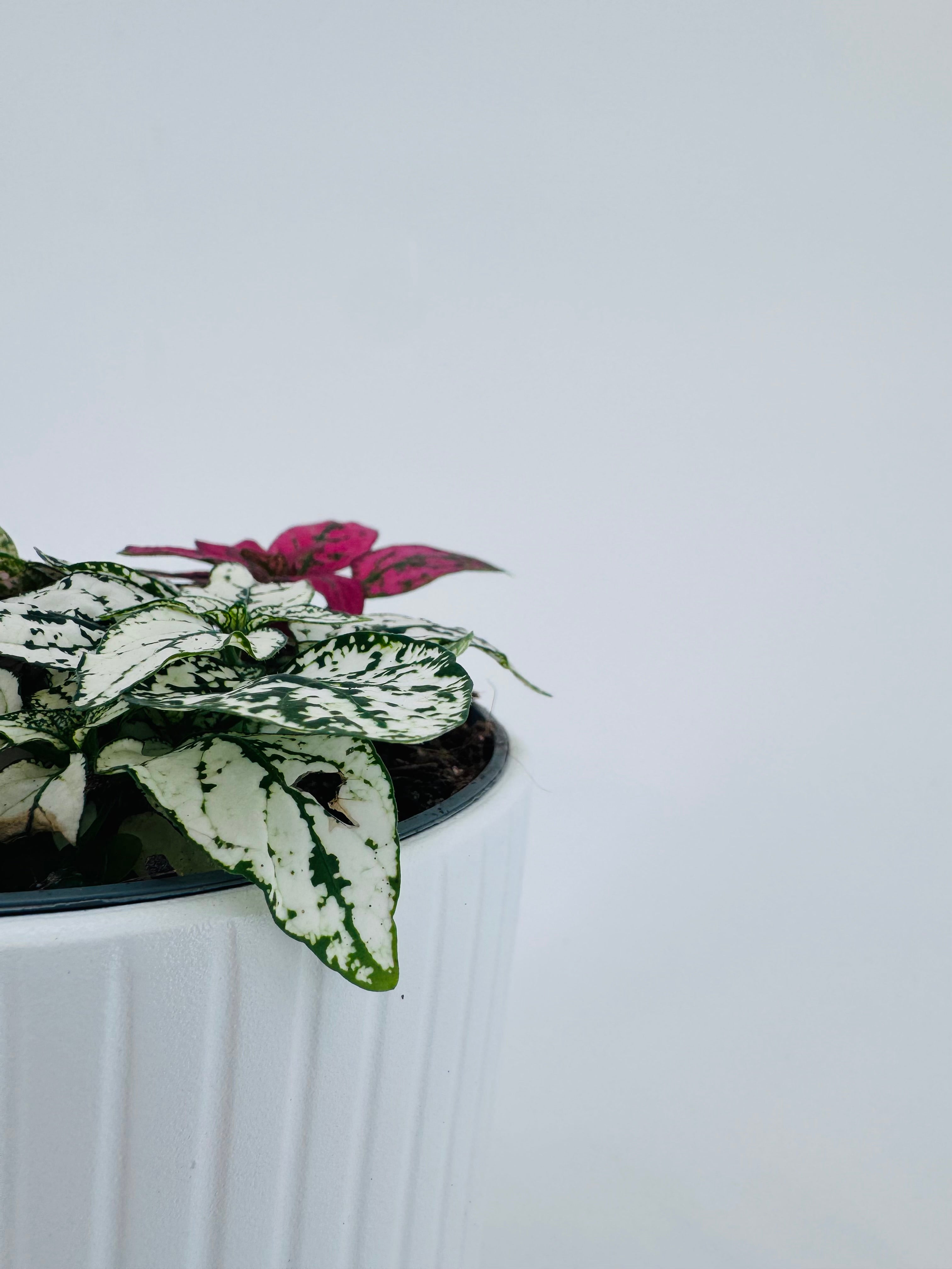 Hypoestes Tricolor M12 con hojas verdes y manchas blancas y rosadas en maceta blanca texturizada.