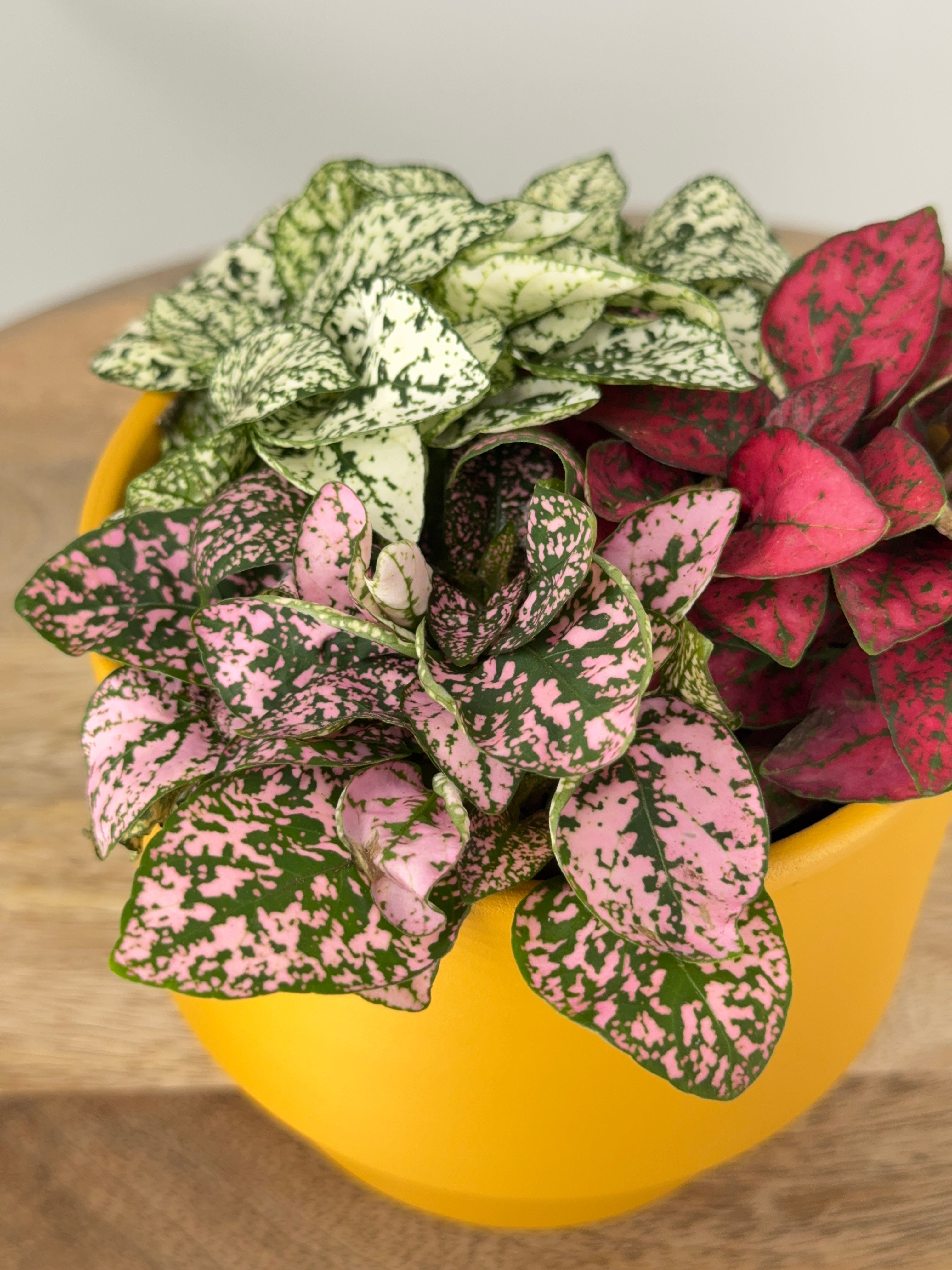 HYPOESTES TRICOLOR M12