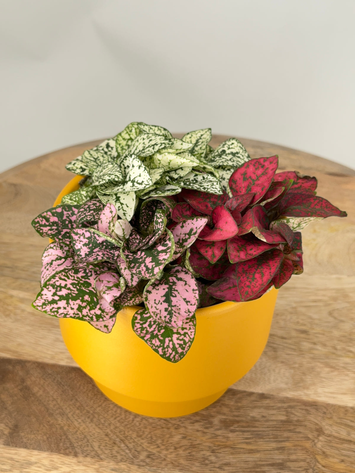 HYPOESTES TRICOLOR M12