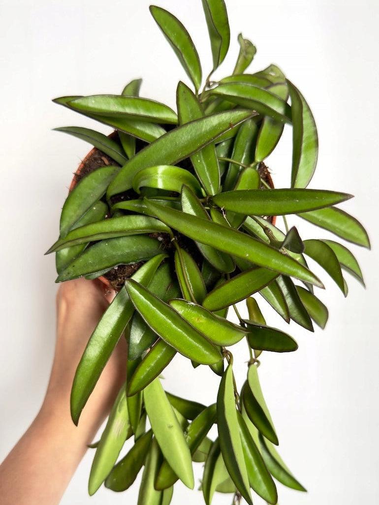 HOYA WAYETII M12