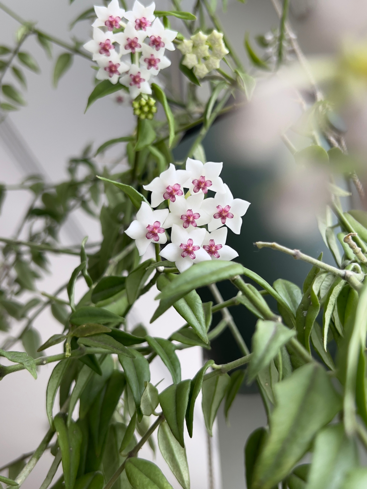 HOYA BELLA M22