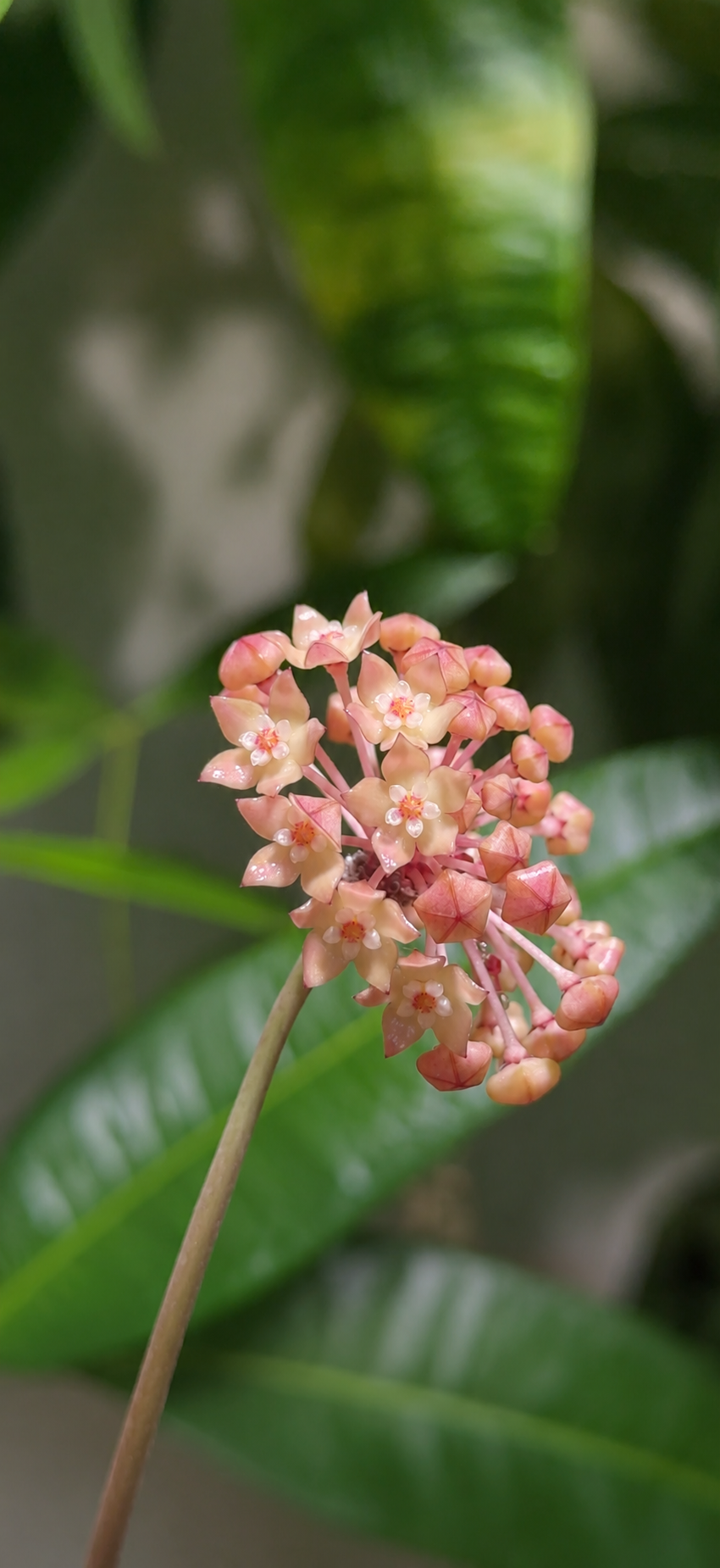HOYA LATIFOLIA OF GOLD M12