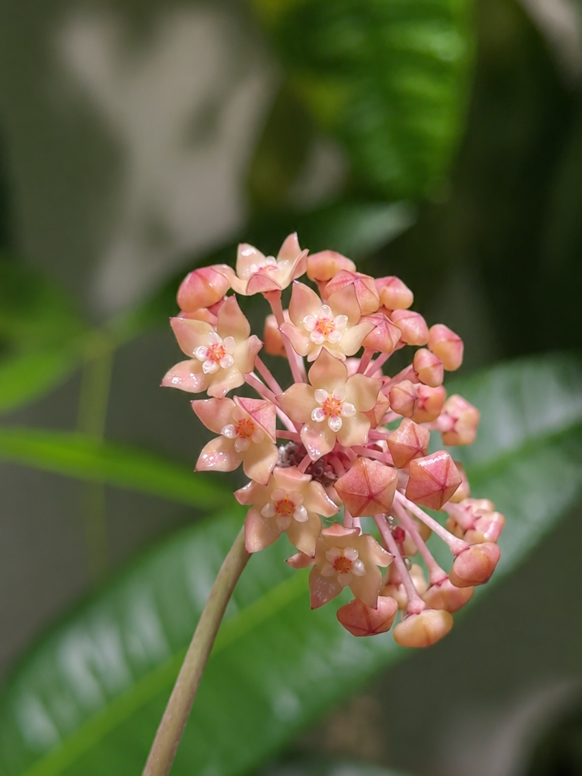 HOYA LATIFOLIA OF GOLD M12