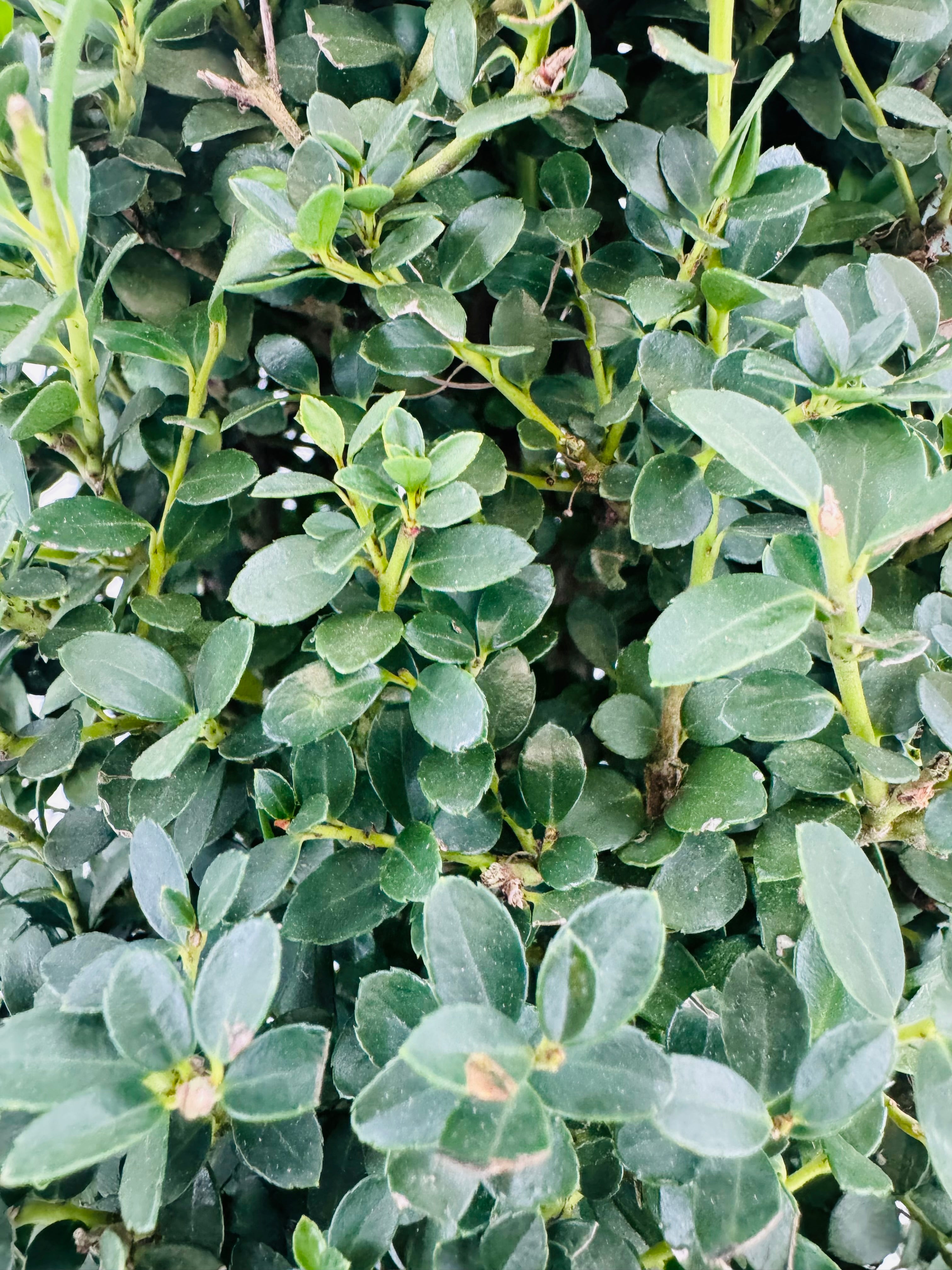 ILEX CRENATA 5L PIRAMIDE
