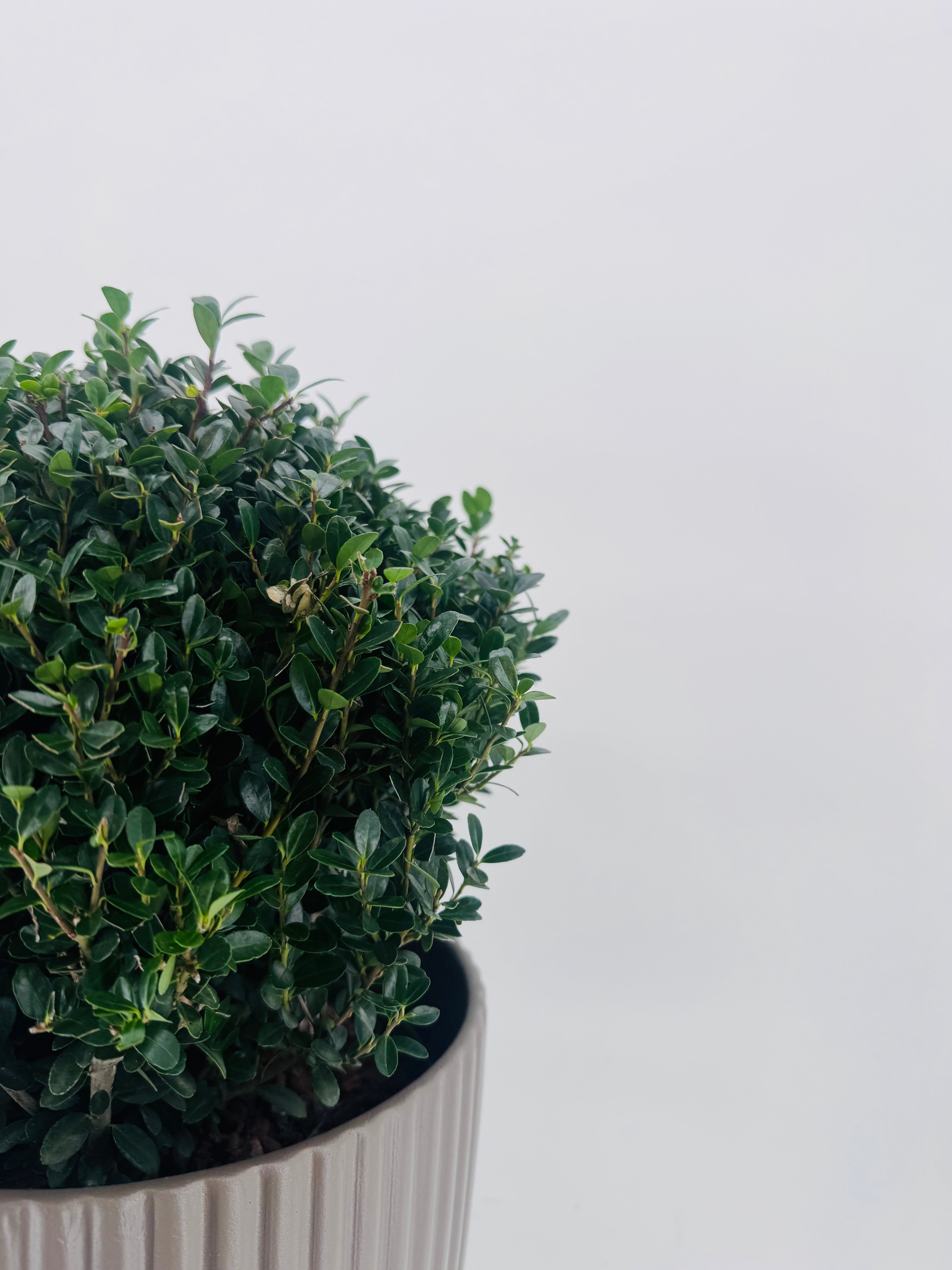 ILEX CRENATA JENNY BALL 25CM